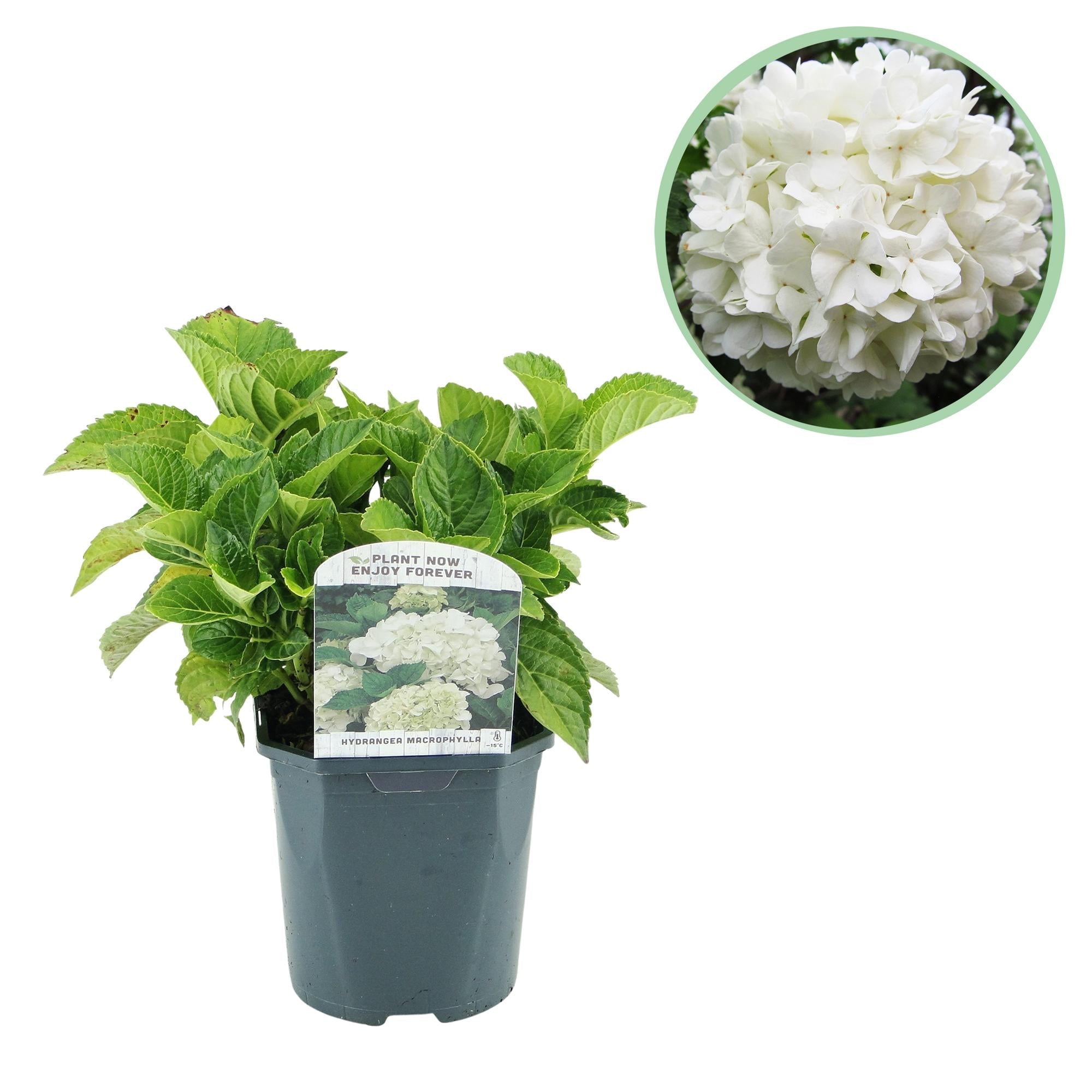 green-guardia-hydrangea-macrophylla-hortensie-blau-17cm-topf image 4
