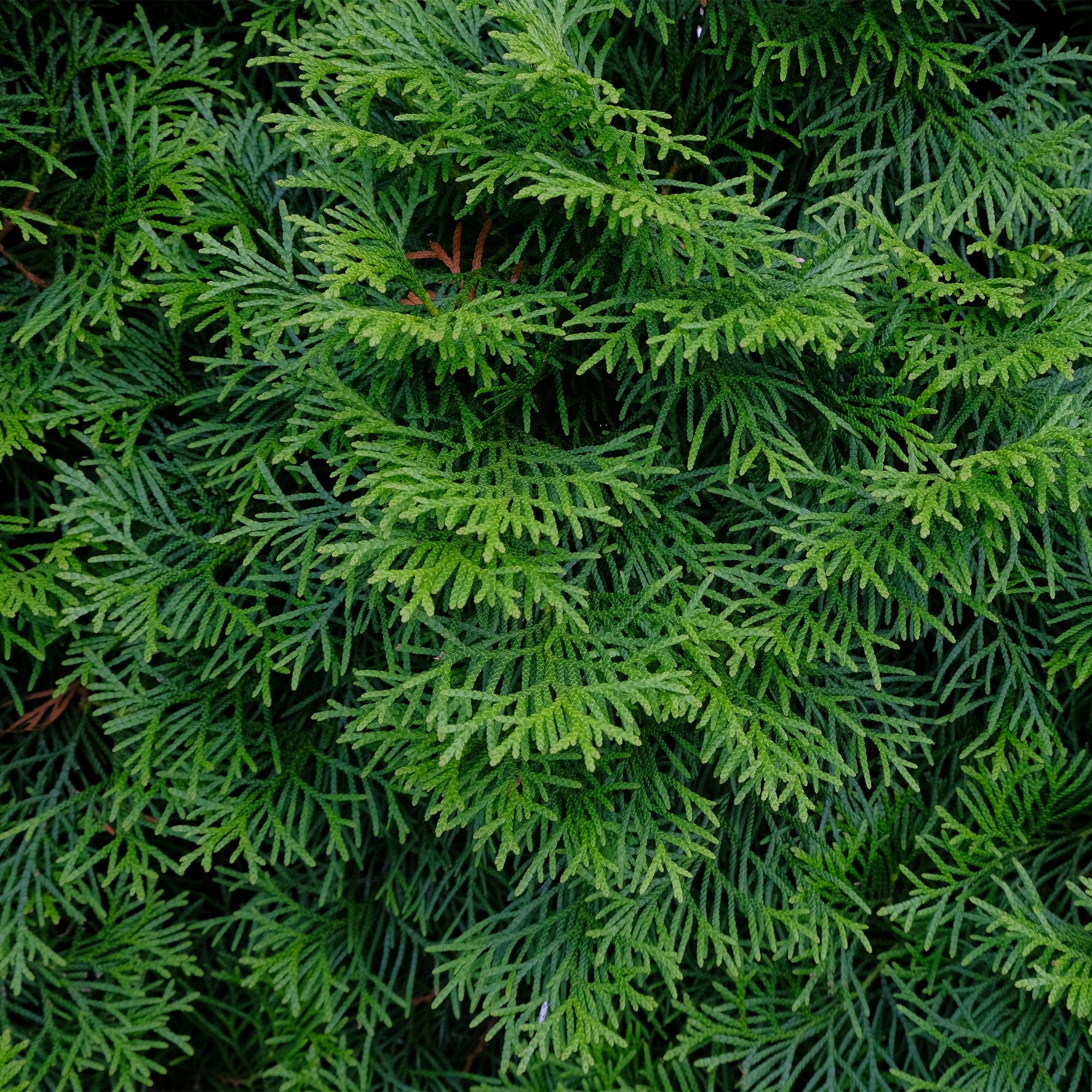 green-guardia-thuja-smaragd-heckenpflanze-17cm-60cm-immergr-n image 4