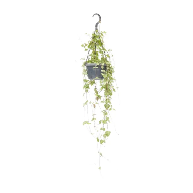 green-guardia-unsere-pflanzen-ceropegia-iris-leuchterblume-38-cm image 1