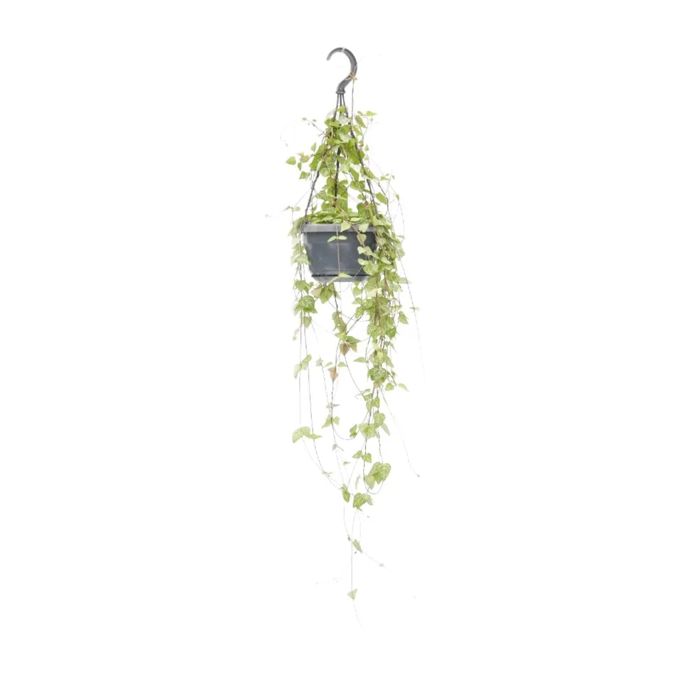 green-guardia-unsere-pflanzen-ceropegia-iris-leuchterblume-38-cm image 1