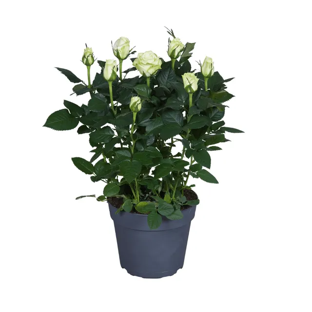 green-guardia-wei-e-rose-topfrose-17-cm-topf image 1