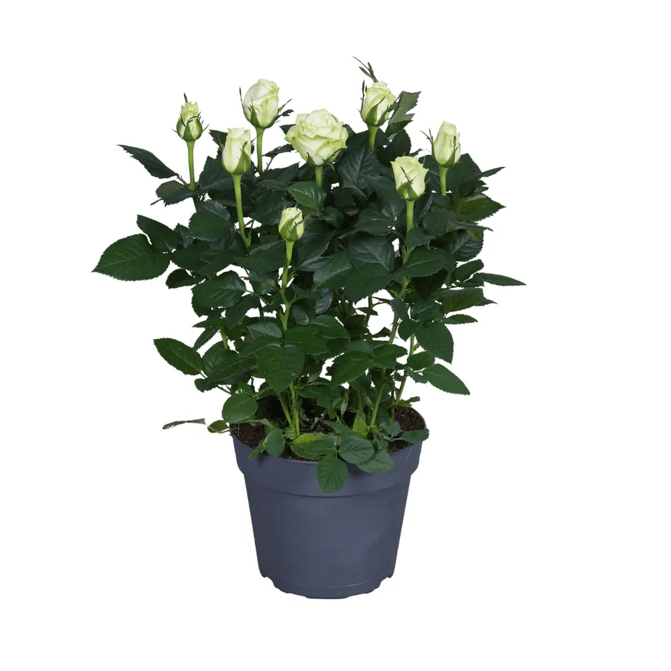 green-guardia-wei-e-rose-topfrose-17-cm-topf image 1