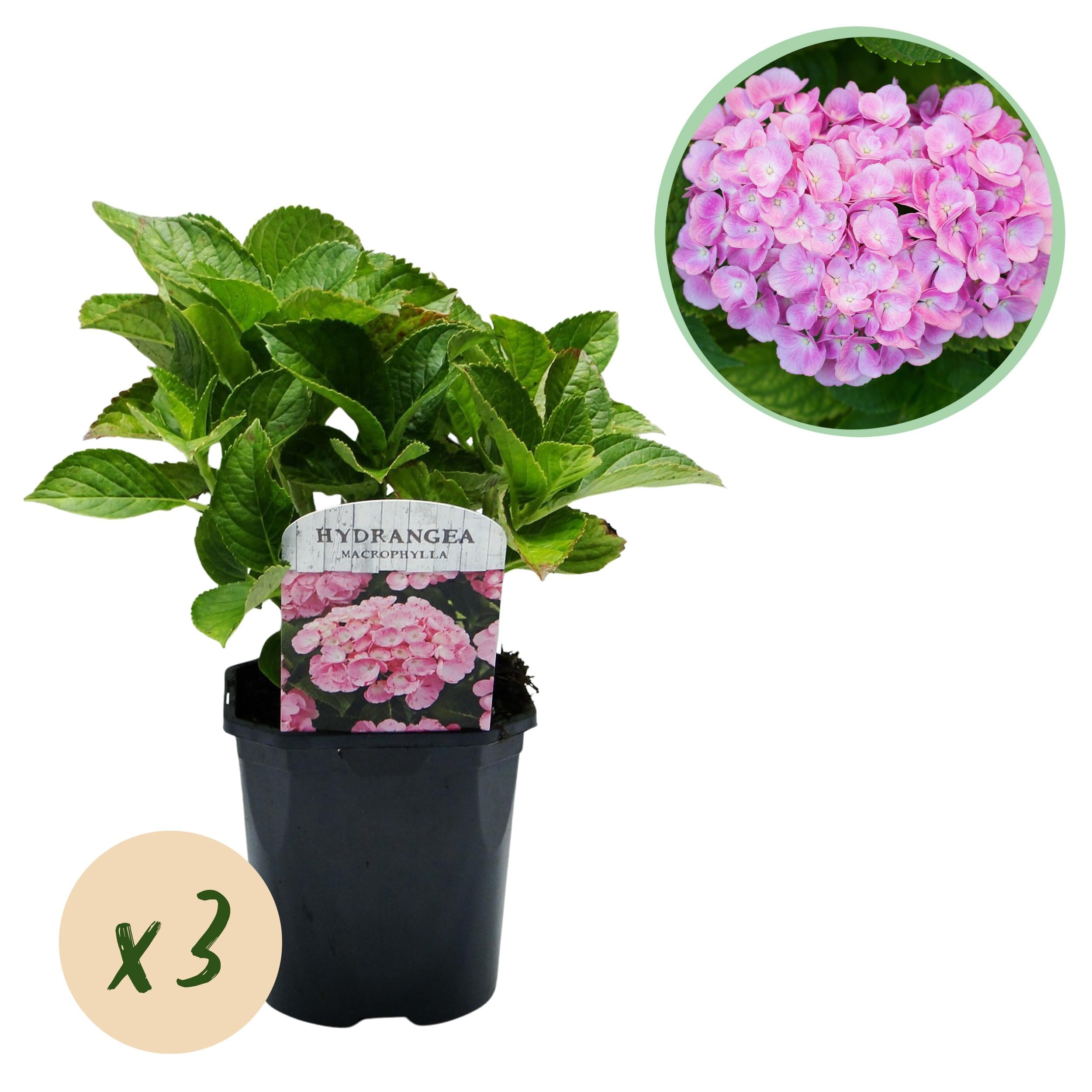 green-guardia-hydrangea-hortensie-3-pflanzen-17-cm-topf image 2