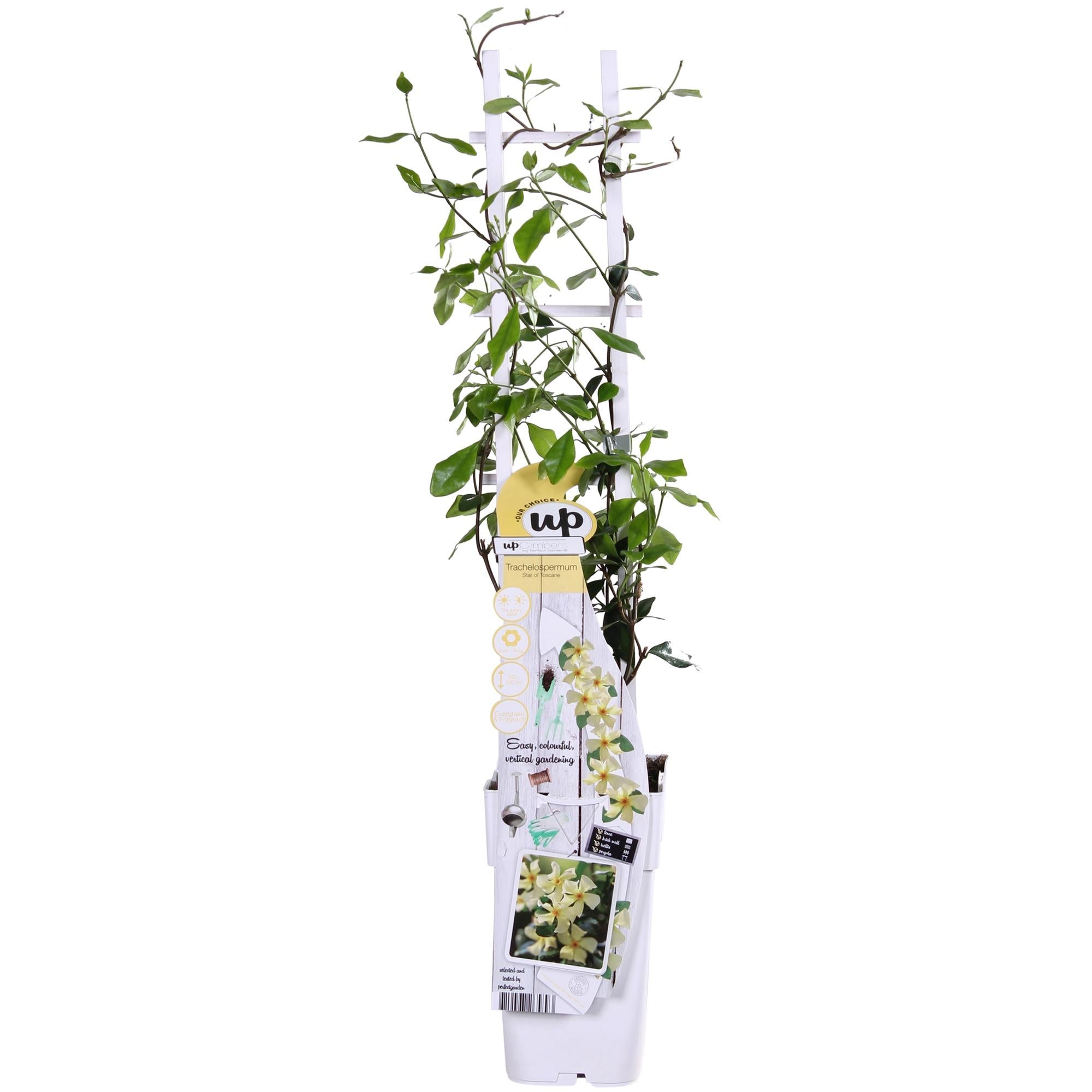 green-guardia-star-of-toscana-jasmin-pflanze-15cm-topf-gelb image 1