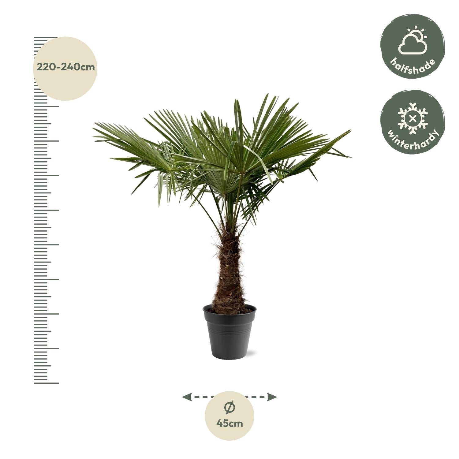 green-guardia-unsere-pflanzen-trachycarpus-hanfpalme-120-160cm-palme image 5