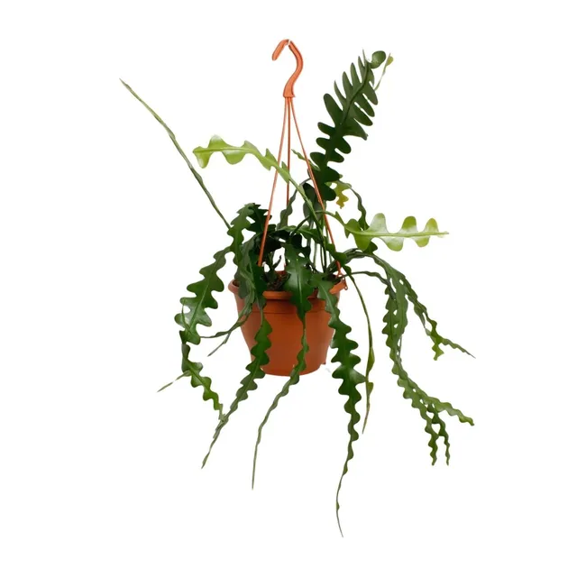 green-guardia-unsere-pflanzen-epiphyllum-zickzackkaktus-14cm-35cm image 1