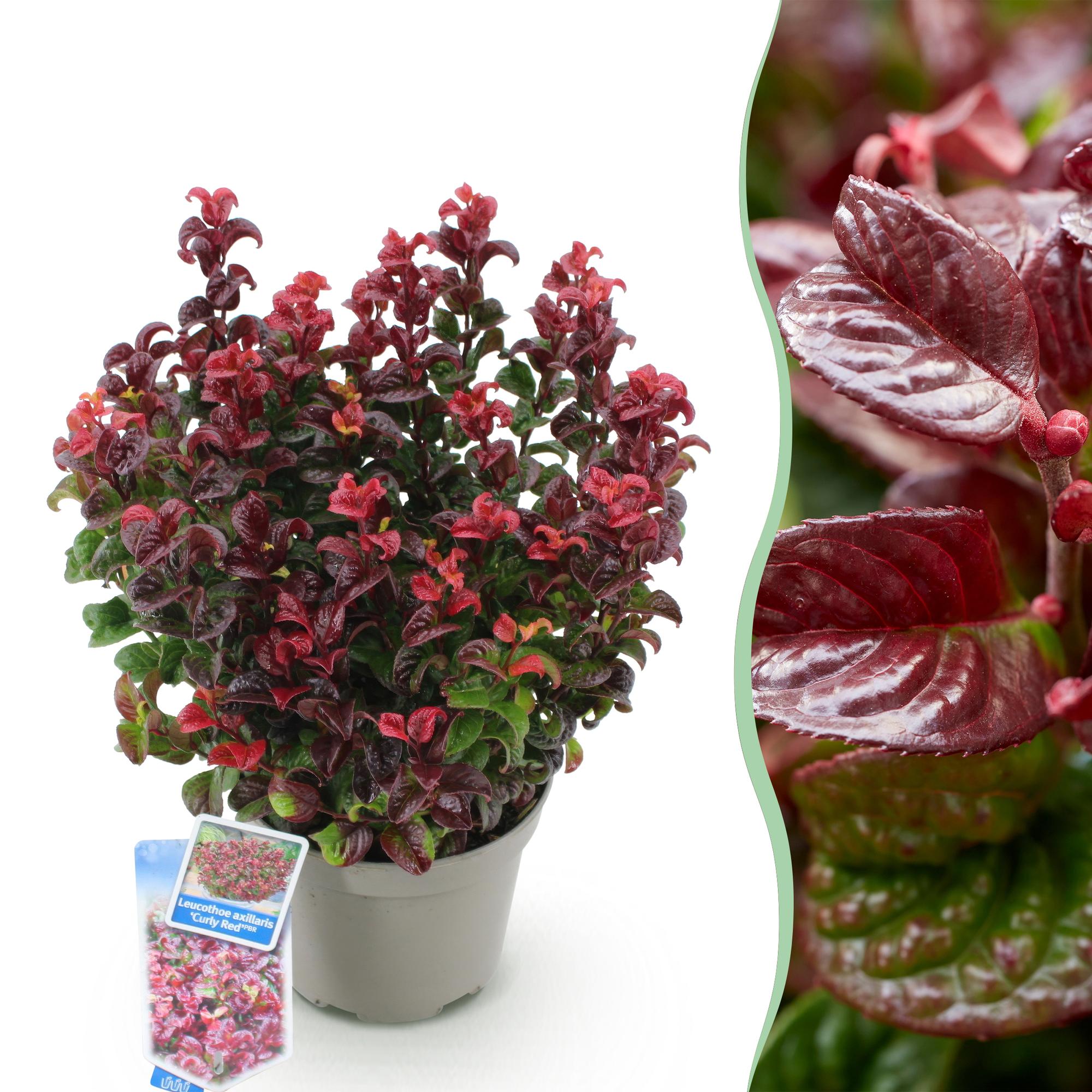 green-guardia-unsere-pflanzen-leucothoe-curly-red-17-cm-topf image 1