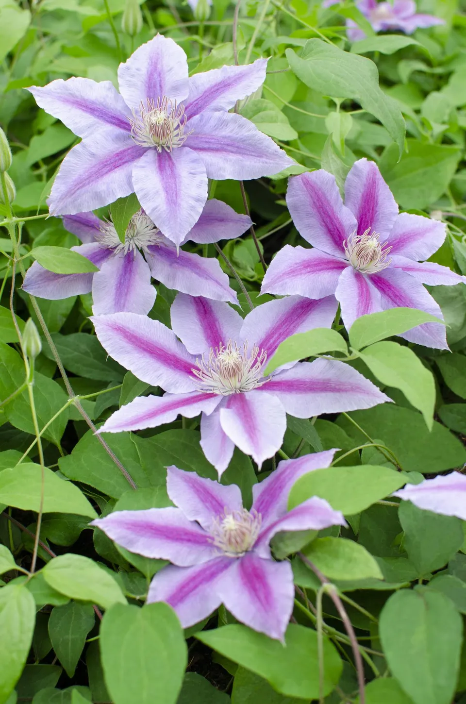 green-guardia-clematis-dr-ruppel-kletterpflanze-15cm-topf-rosa image 1