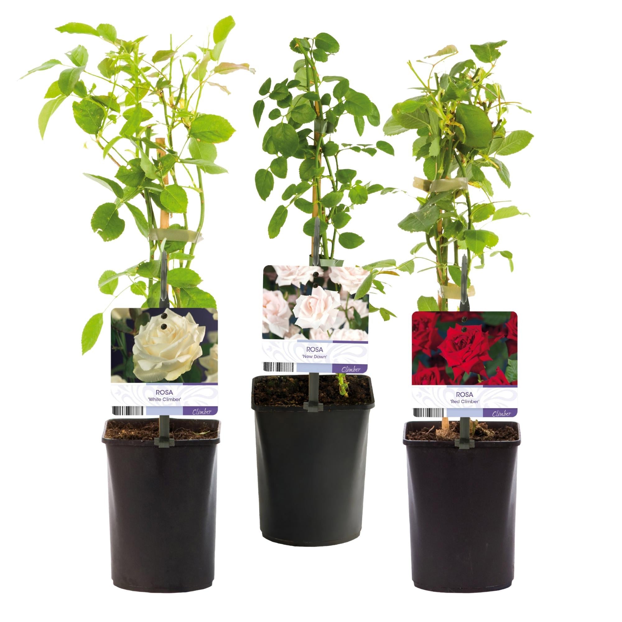 green-guardia-rosa-tricolour-kletterrose-3-pflanzen-40-cm image 2