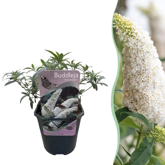 green-guardia-unsere-pflanzen-white-profusion-strauch-17cm-wei image 1