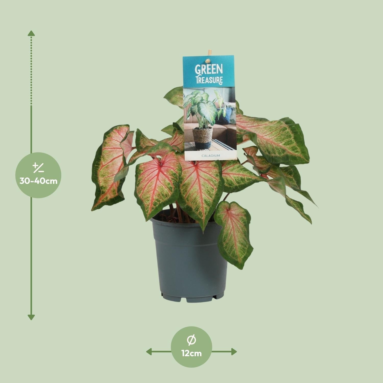 green-guardia-caladium-engelsfl-gel-zimmerpflanze-12cm-sweetheart image 5