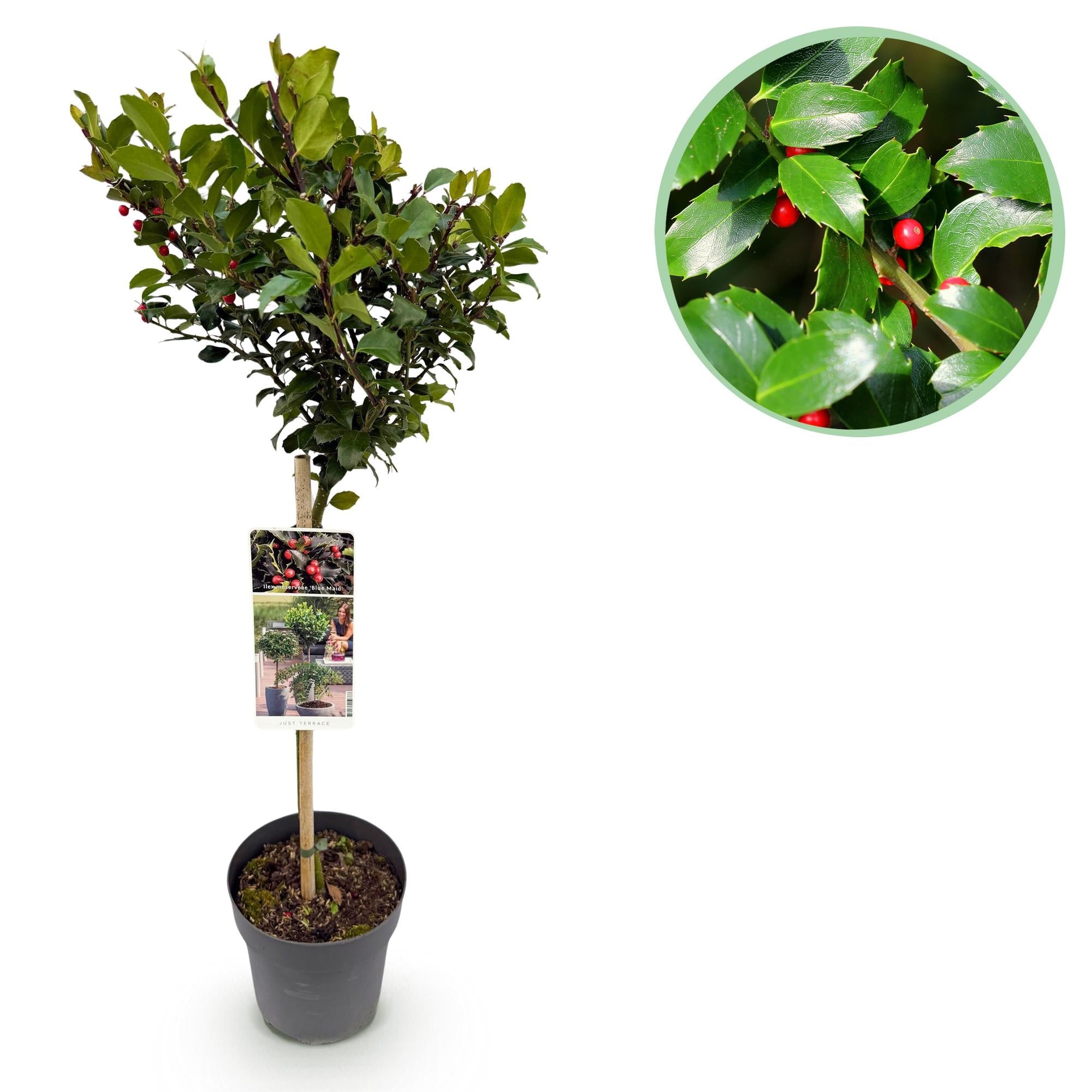 green-guardia-blue-maid-ilex-stamm-19-cm-topf image 1