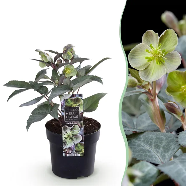 green-guardia-unsere-pflanzen-helleborus-silver-dollar-staude-1x-pflanze image 1
