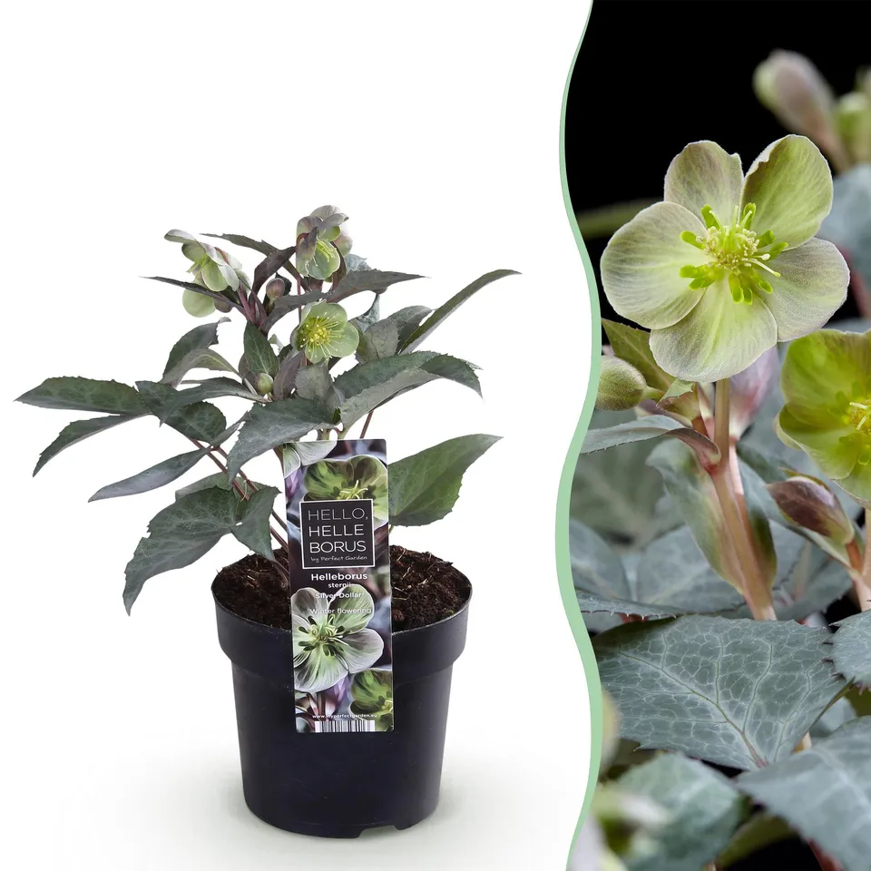 green-guardia-unsere-pflanzen-helleborus-silver-dollar-staude-1x-pflanze image 1