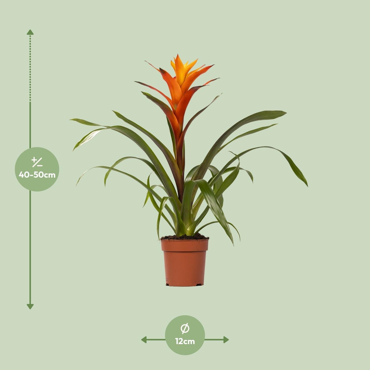 green-guardia-guzmania-bromelie-zimmerpflanze-12cm-topf-crown image 5