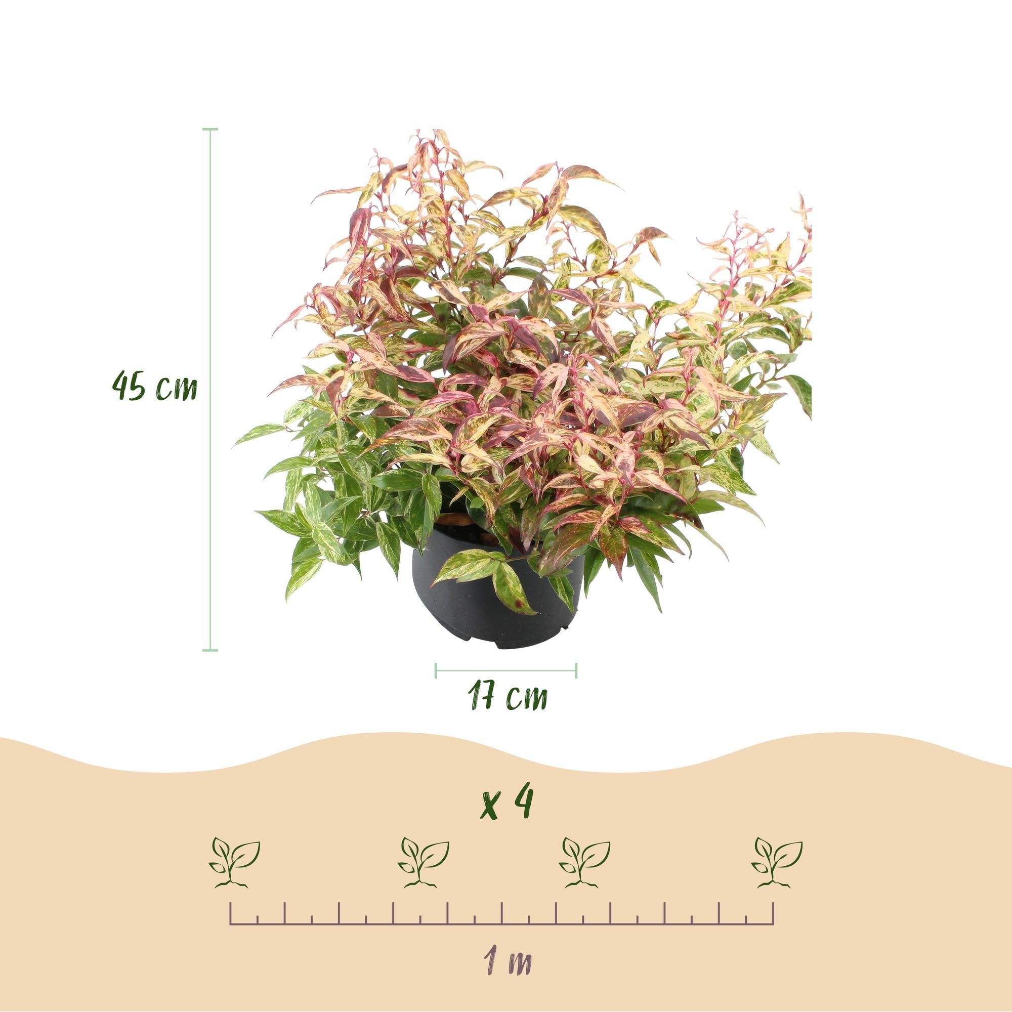 green-guardia-makijaz-leucothoe-strauch-45-cm-topf image 2