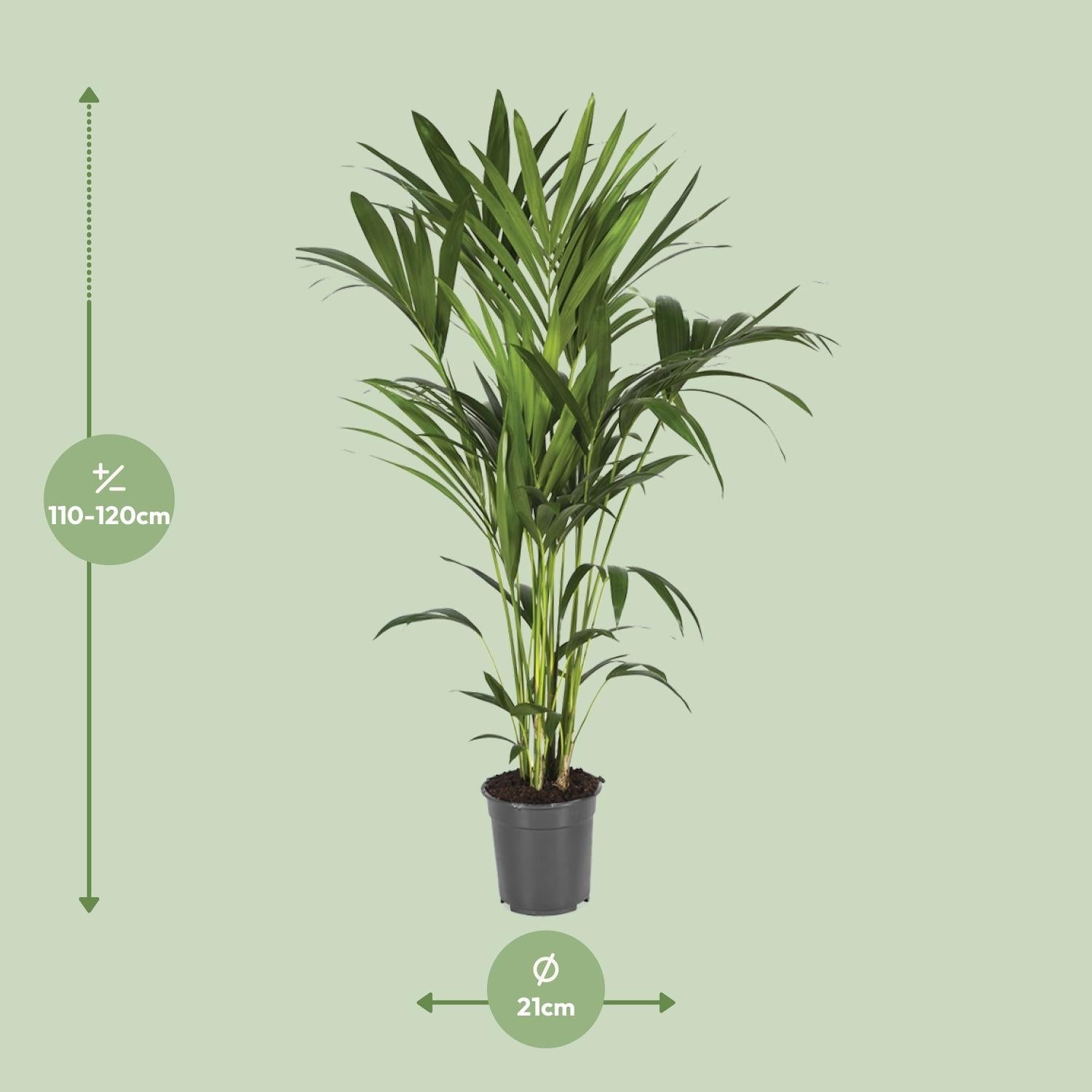 green-guardia-unsere-pflanzen-howea-kentia-palme-110cm-21cm-topf image 7