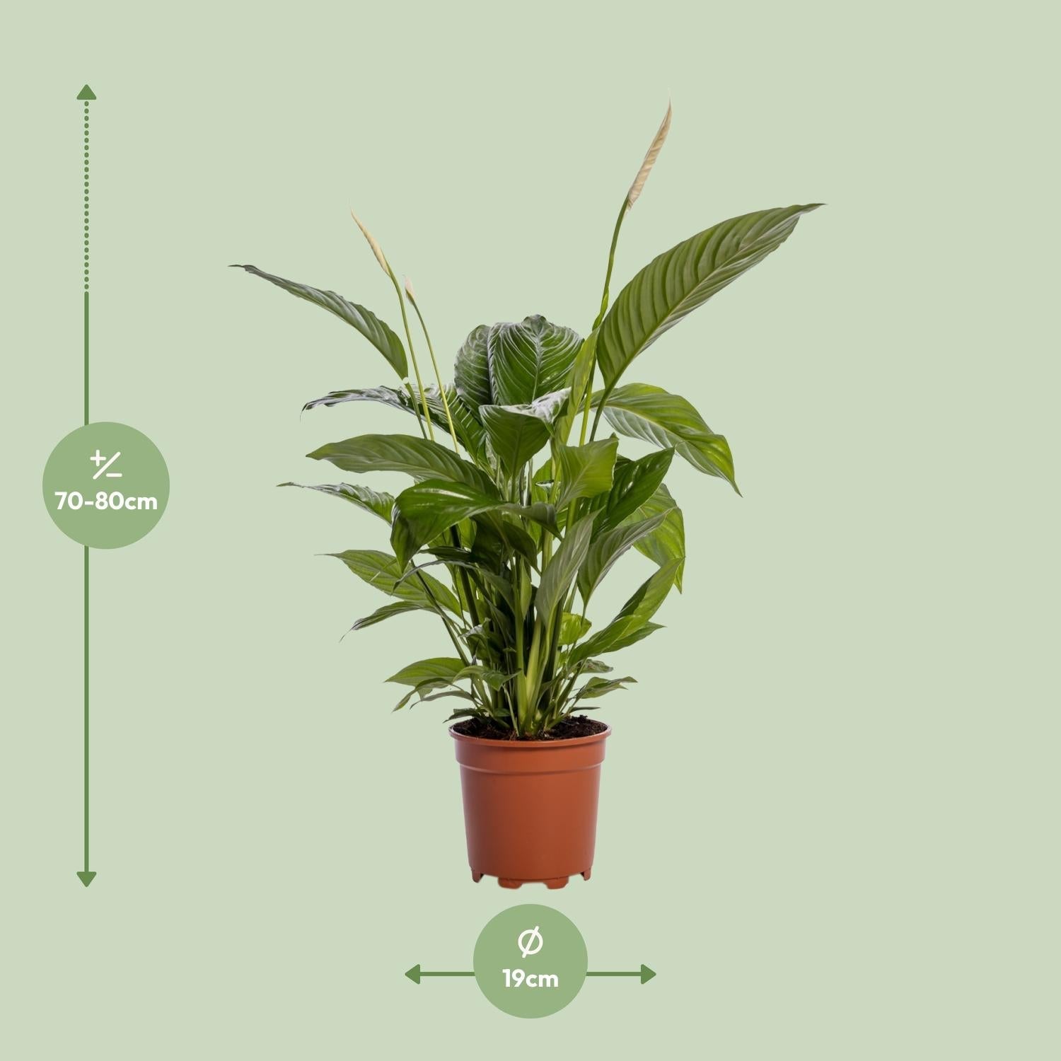 green-guardia-spathiphyllum-vivaldi-friedenslilie-70cm image 5