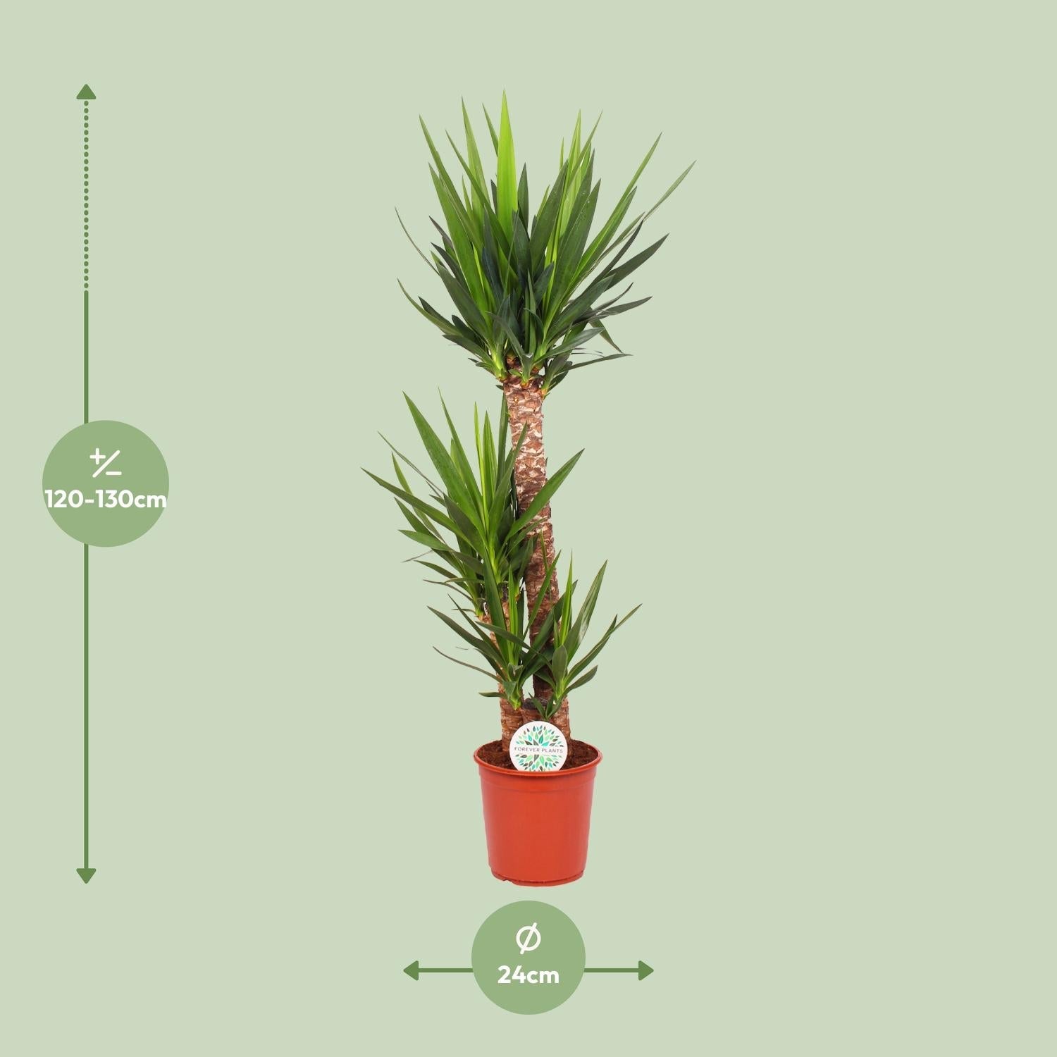 green-guardia-yucca-elephantipes-palmlilie-30cm image 4