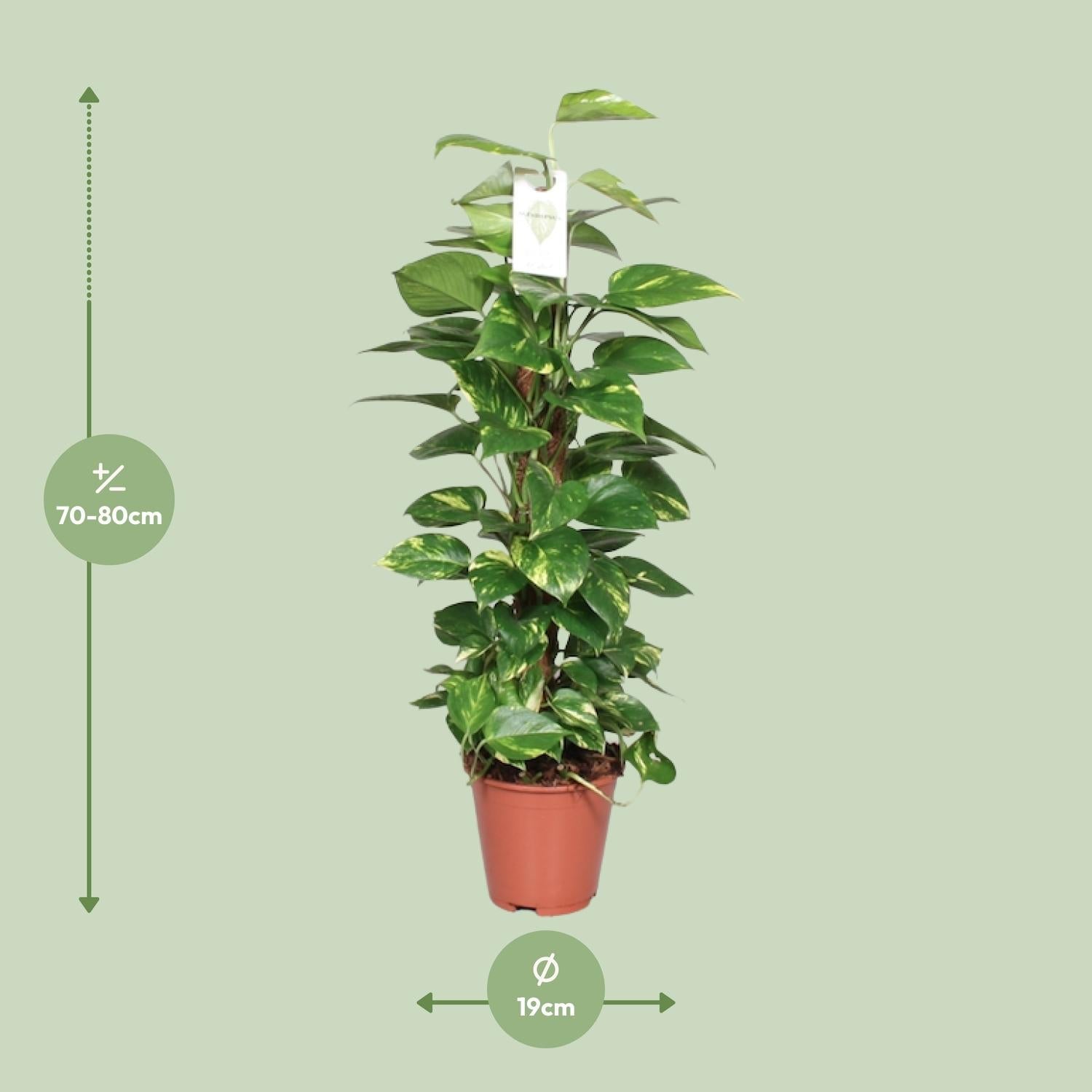 green-guardia-epipremnum-pinnatum-efeutute-moosstab-80cm image 6