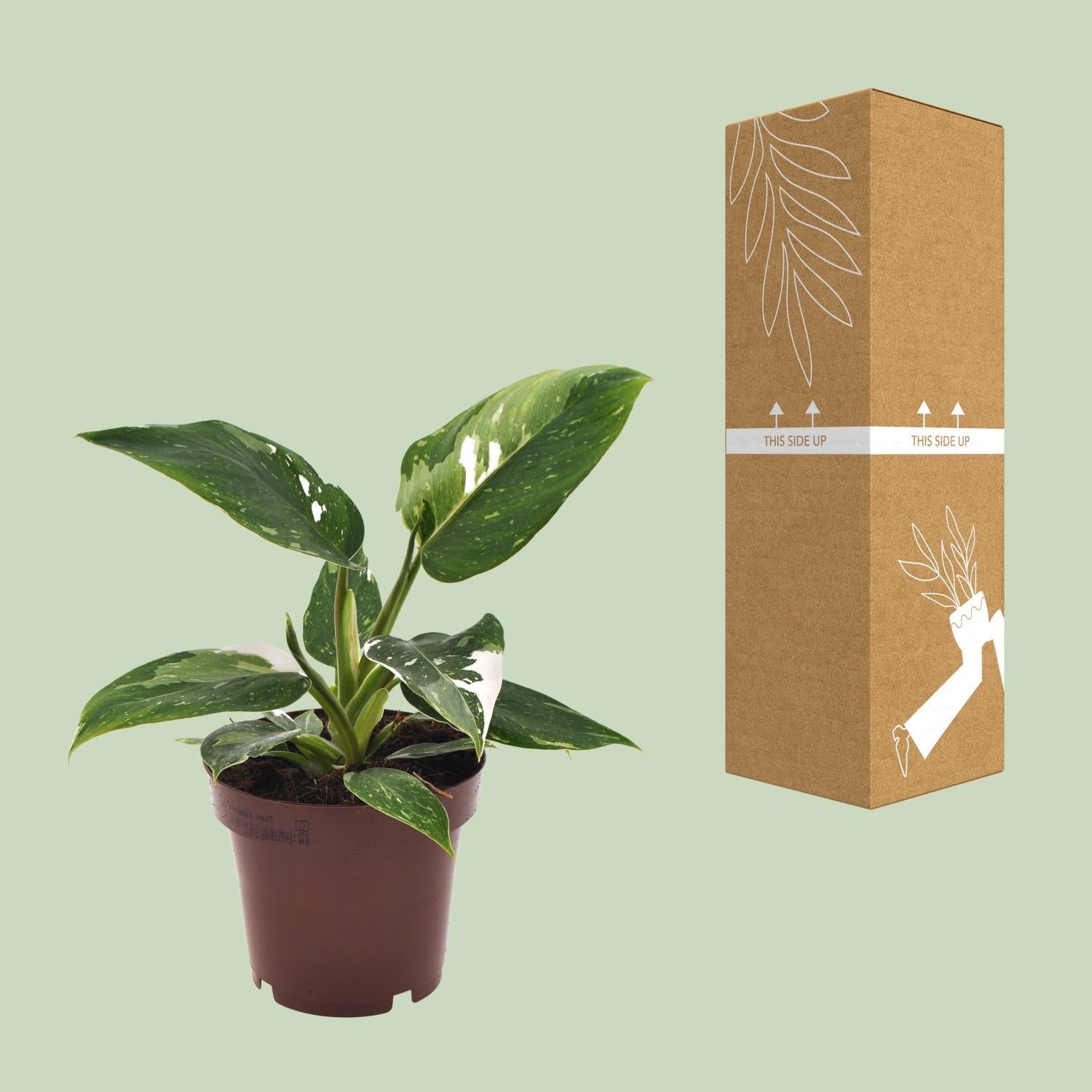 green-guardia-philodendron-white-princess-baumfreund-12cm-topf image 3