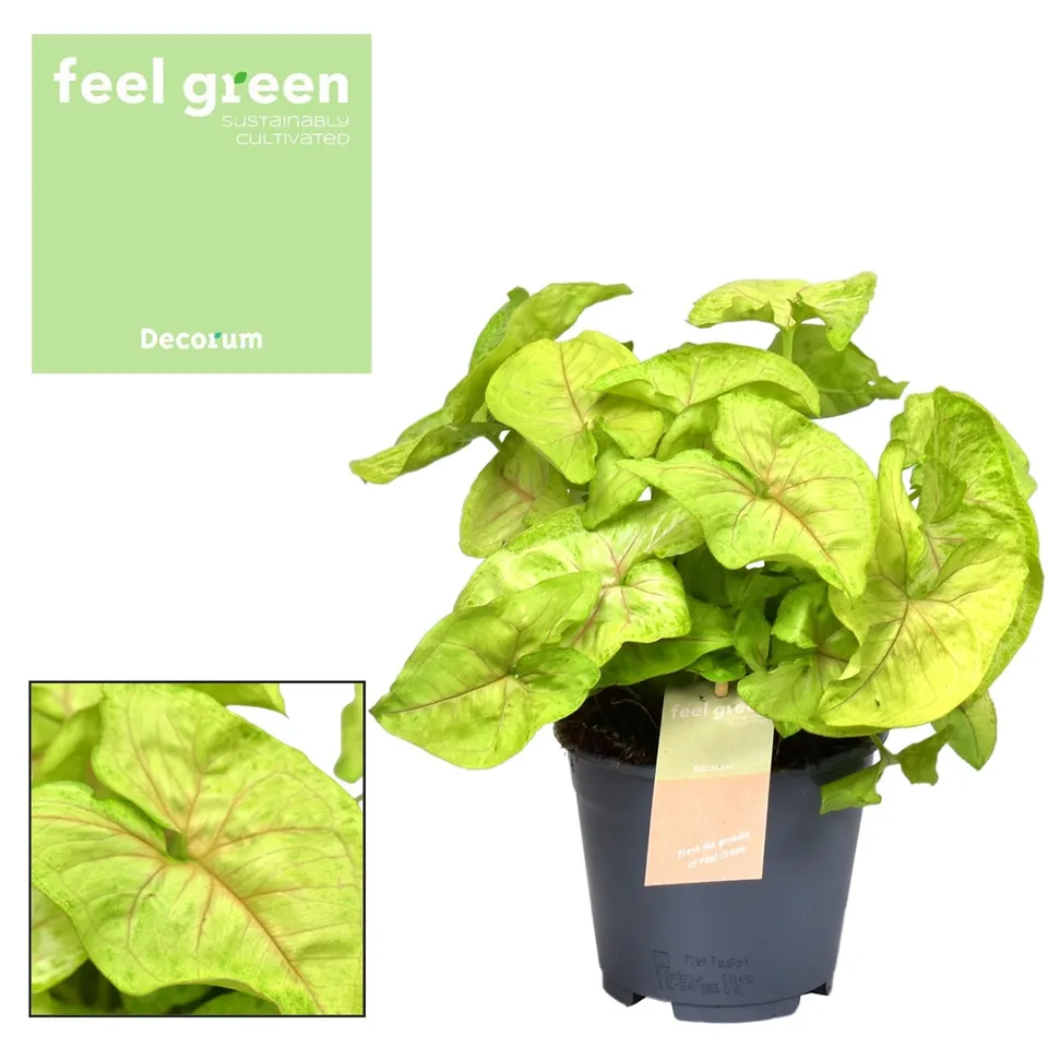 green-guardia-unsere-pflanzen-syngonium-red-heart-pfeilblatt-30-cm image 1