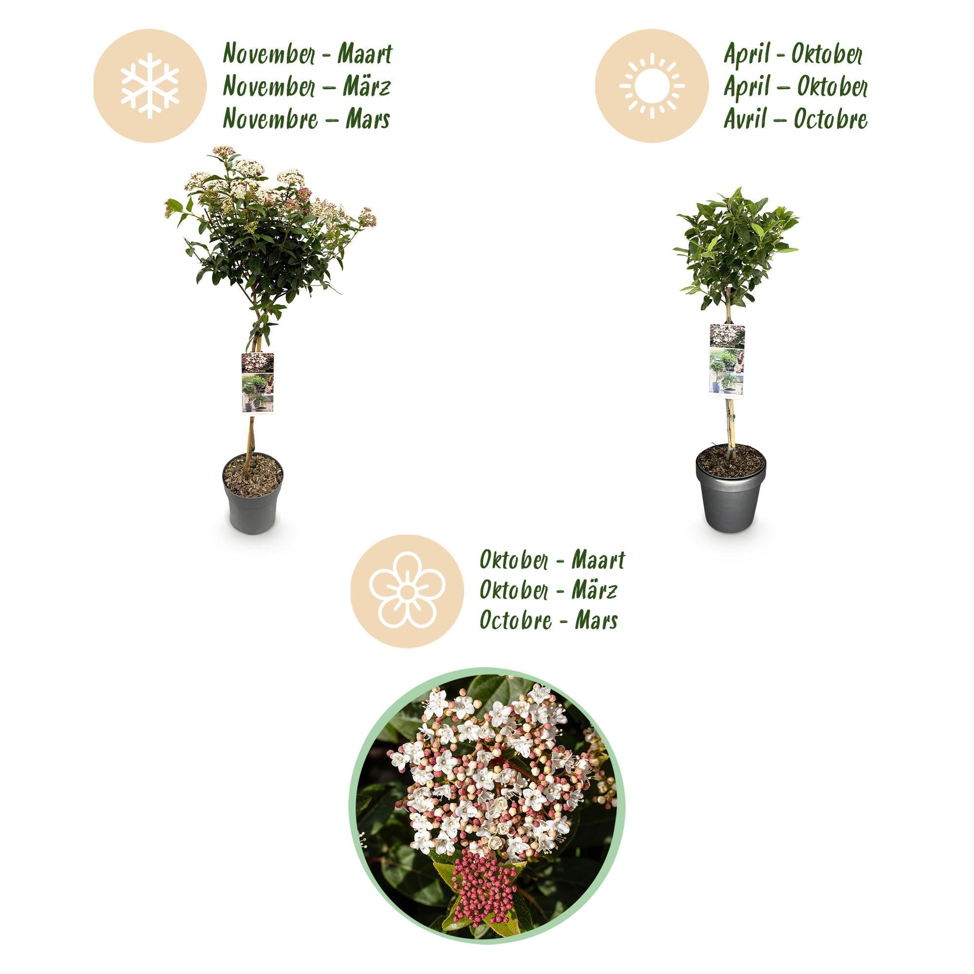 green-guardia-viburnum-tinus-stamm-19cm-wei-rosa image 2