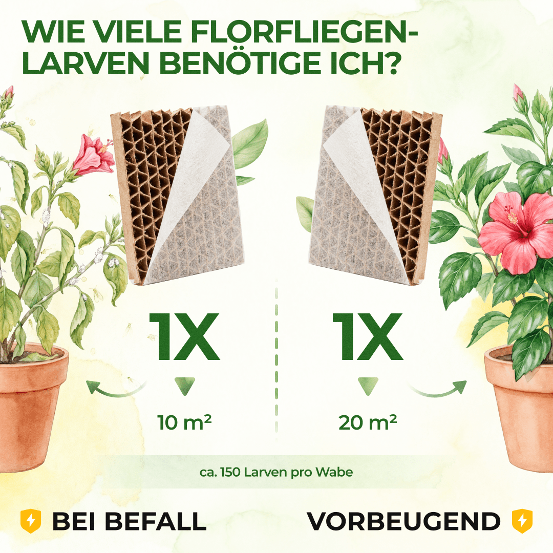 green-guardia-florfliegenlarven-pappwabe-1x-gegen-blattl-use image 4
