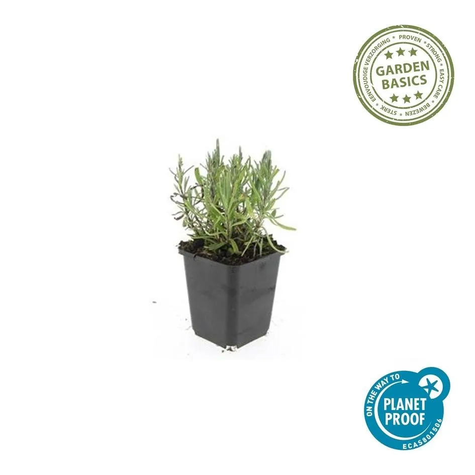 green-guardia-unsere-pflanzen-lavendel-munstead-duftpflanze-6-pflanzen image 1