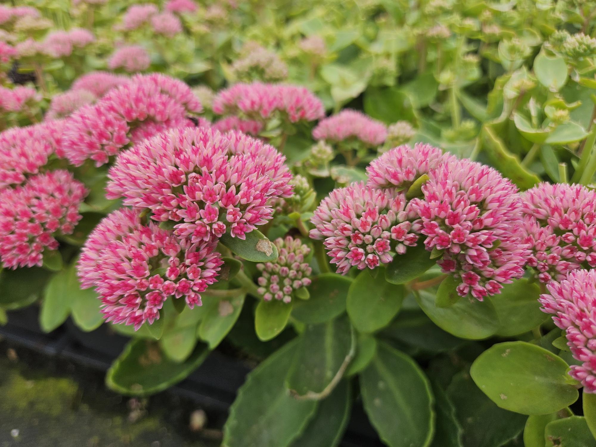green-guardia-unsere-pflanzen-sedum-herbstfreude-staude-6-pflanzen image 5