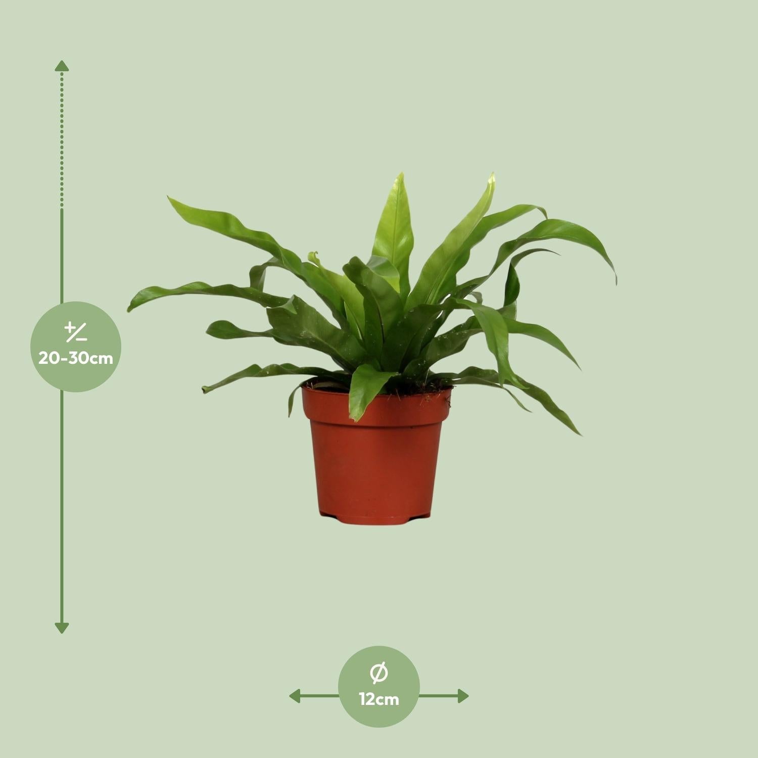 green-guardia-asplenium-antiquum-nestfarn-zimmerpflanze-17cm-topf-45cm image 4