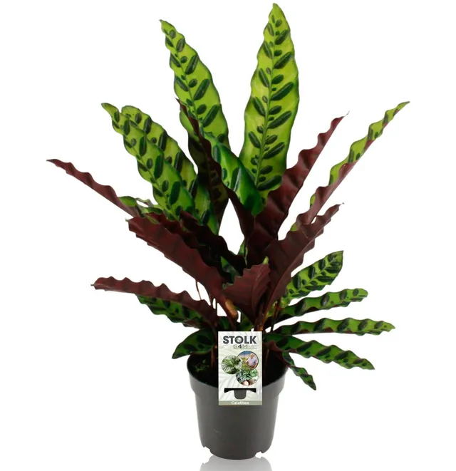 green-guardia-calathea-insignis-14cm-topf-45cm-blattpflanze image 1