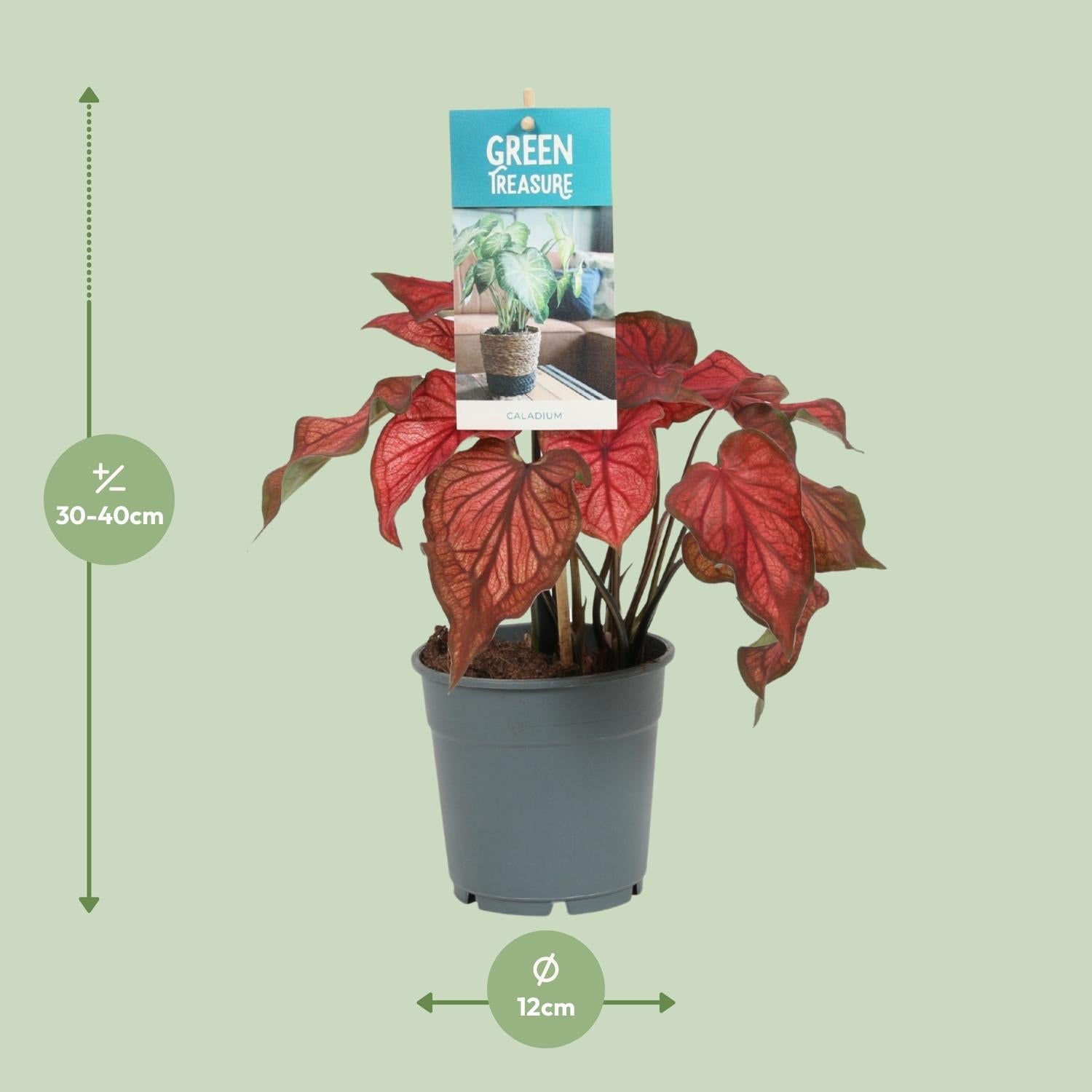 green-guardia-caladium-engelsfl-gel-zimmerpflanze-12cm-sweetheart image 4