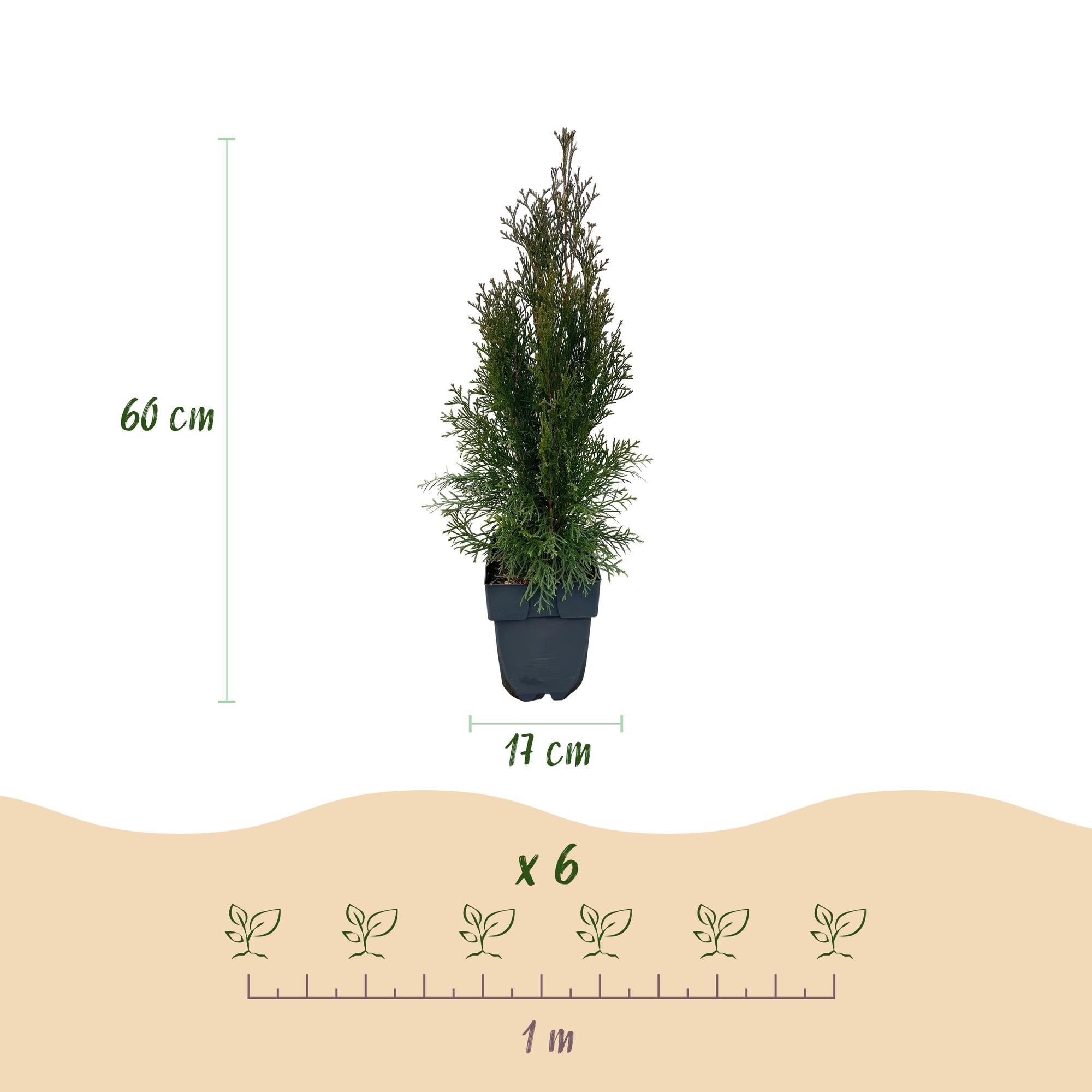 green-guardia-thuja-smaragd-heckenpflanze-17cm-60cm-immergr-n image 2