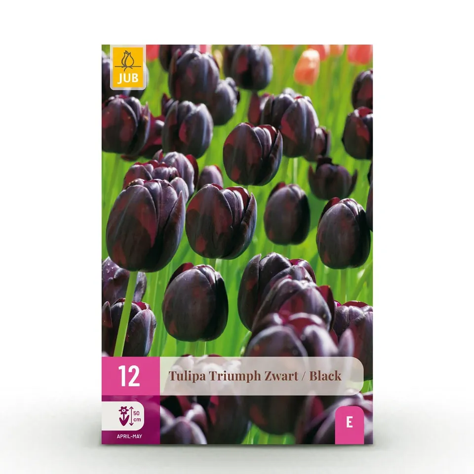 green-guardia-triumph-black-tulpe-blumenzwiebeln-12-st-ck image 1