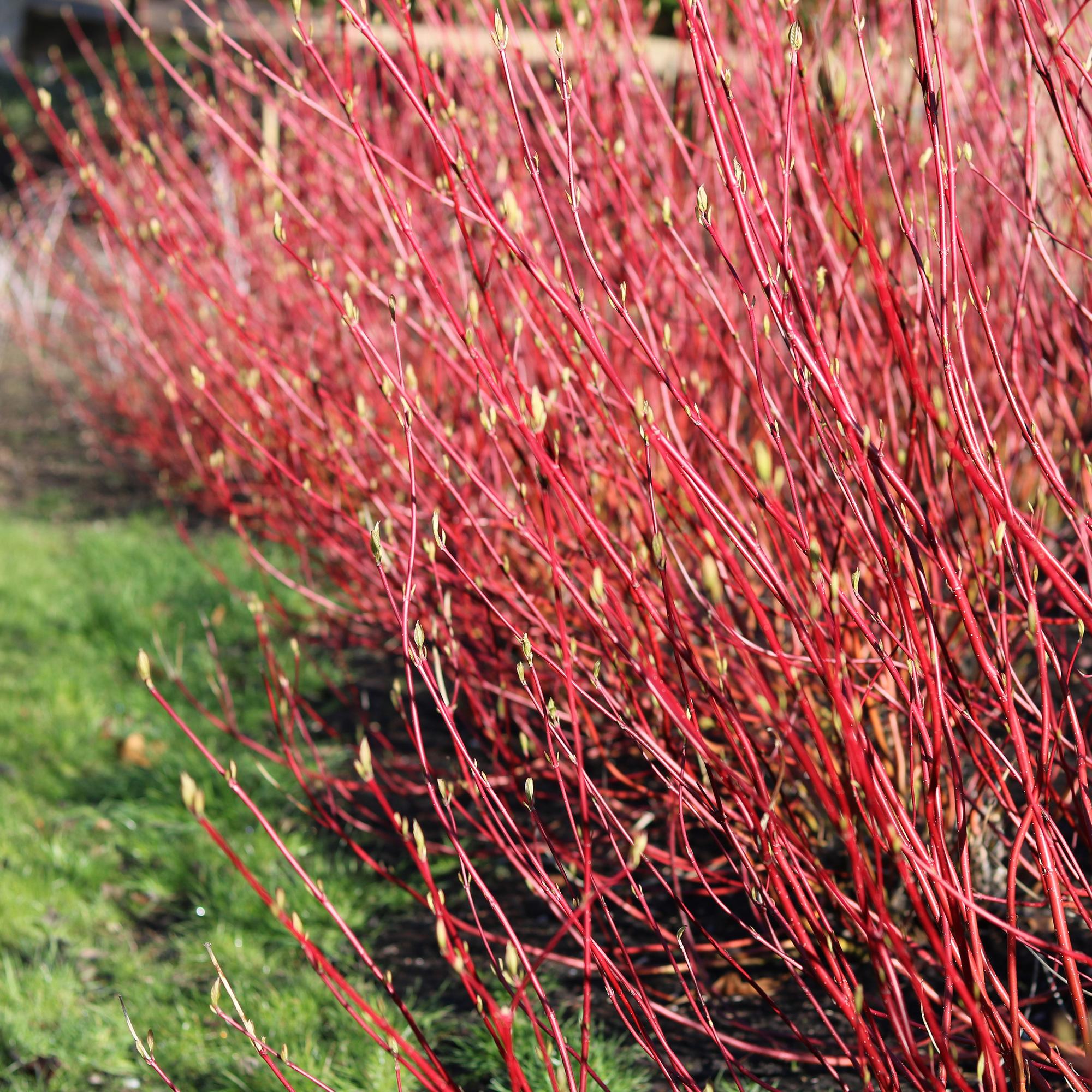 green-guardia-cornus-sibirica-roter-hartriegel-45-cm-strauch image 4