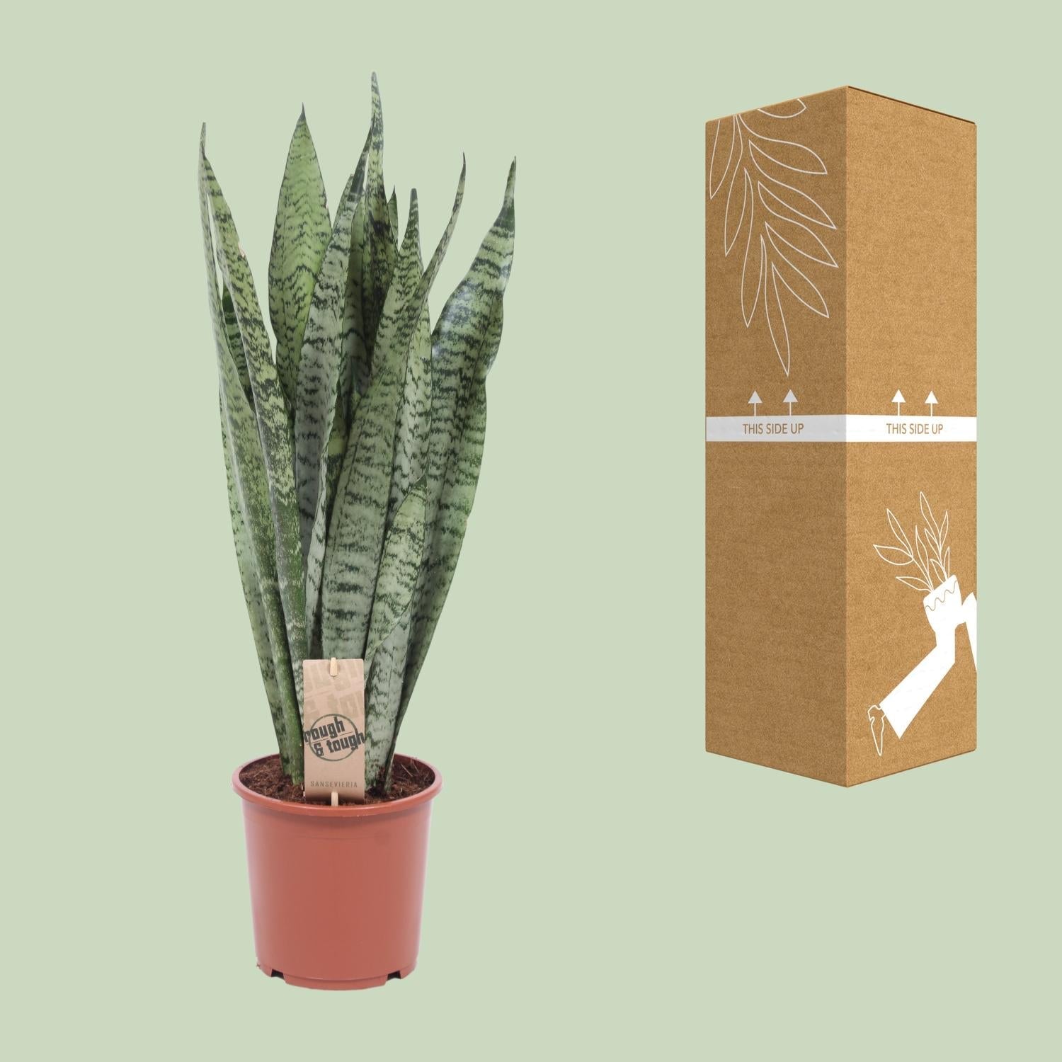 green-guardia-unsere-pflanzen-sansevieria-zeylanica-bogenhanf-70cm image 3