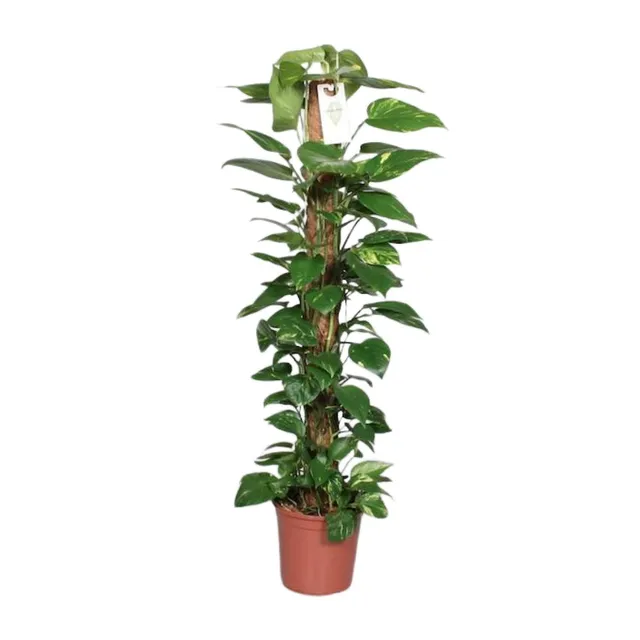 green-guardia-epipremnum-pinnatum-efeutute-moosstab-80cm image 1