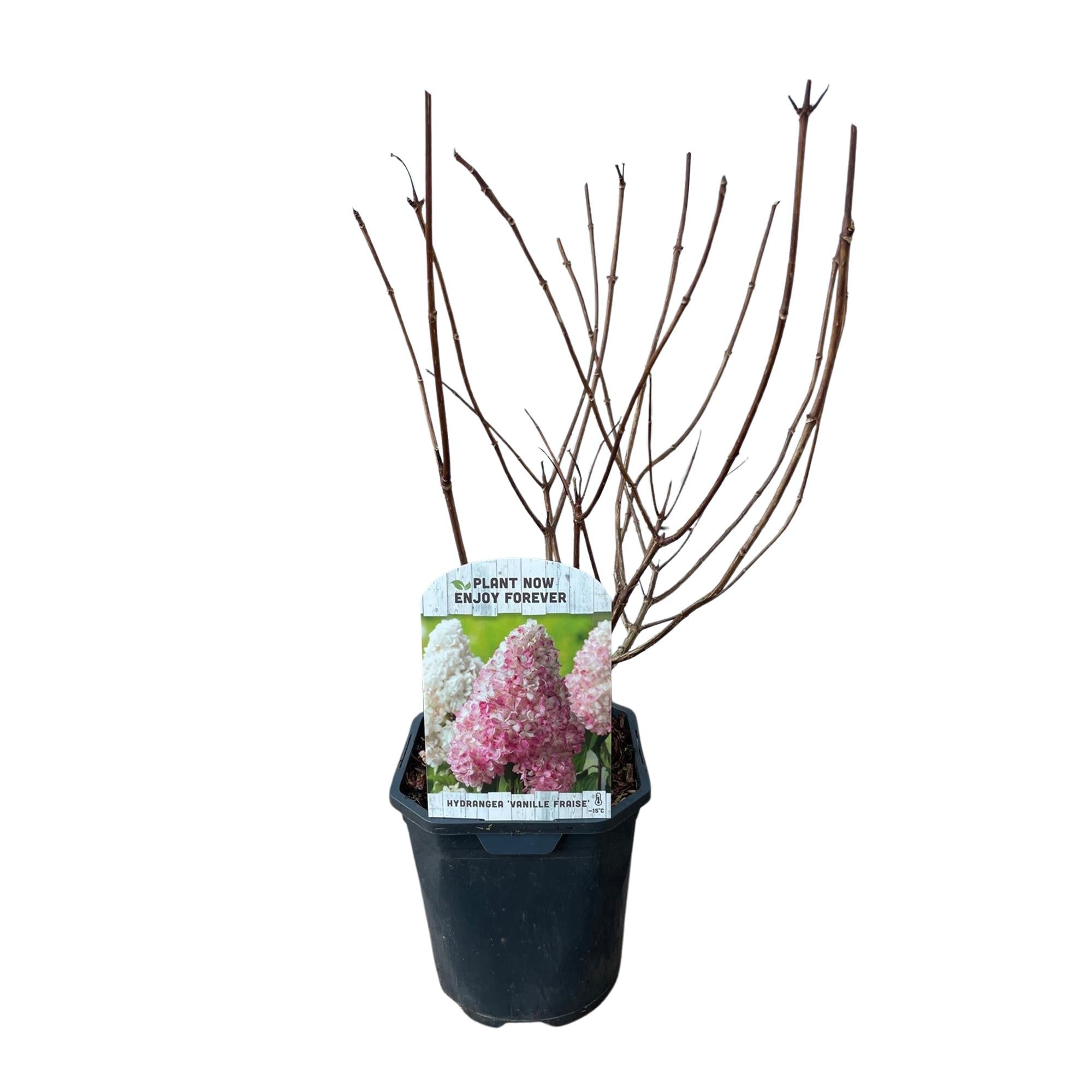 green-guardia-vanille-fraise-rispenhortensie-1-pflanze-50-cm image 2