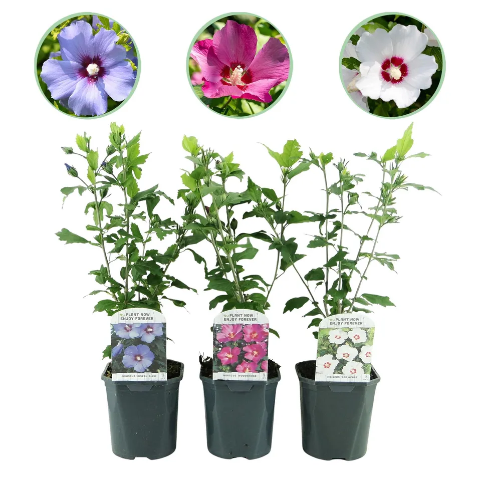 green-guardia-hibiskus-tricolour-strauch-3-pflanzen-dreifarbig image 1