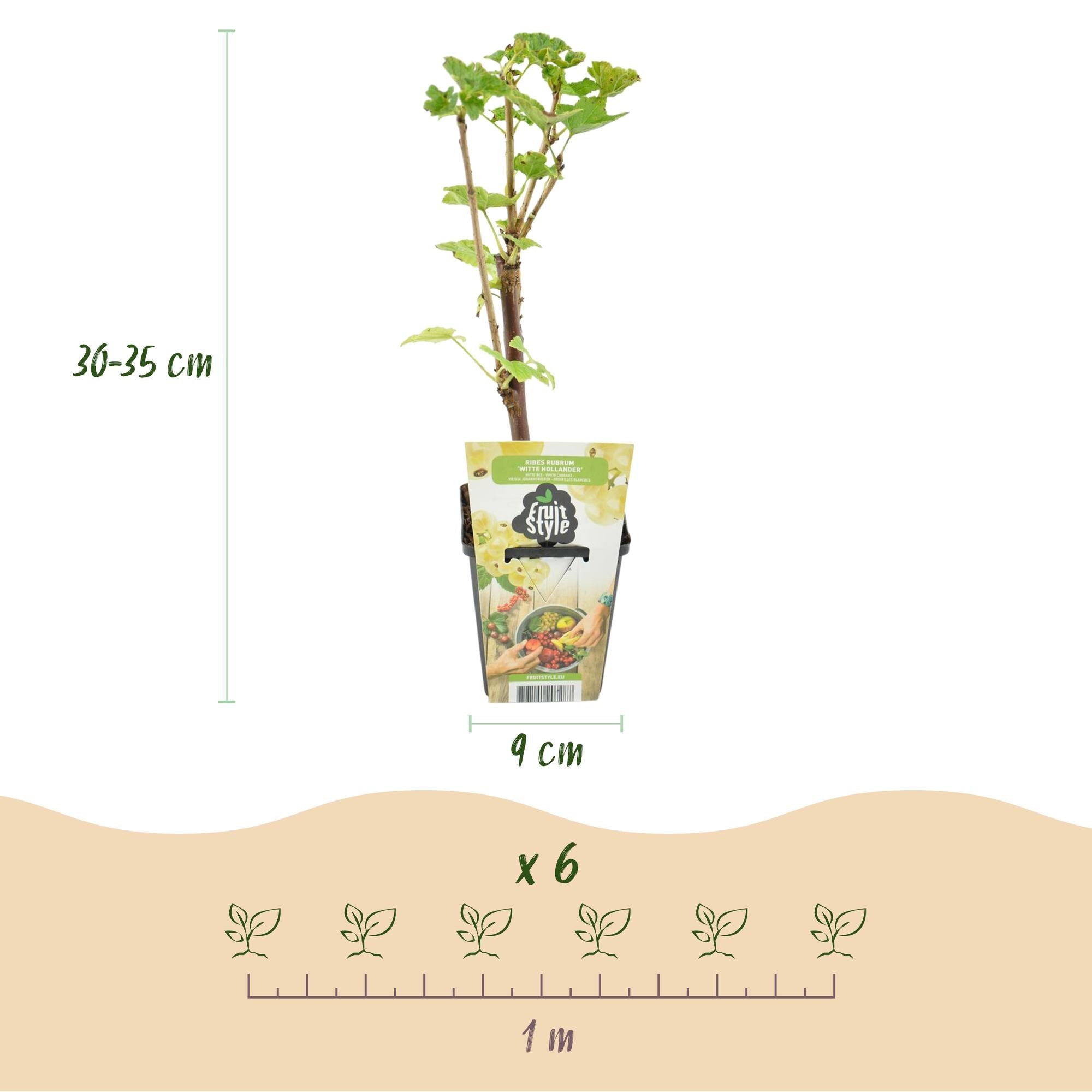 green-guardia-ribes-wei-e-johannisbeere-obstpflanze-3-pflanzen image 2