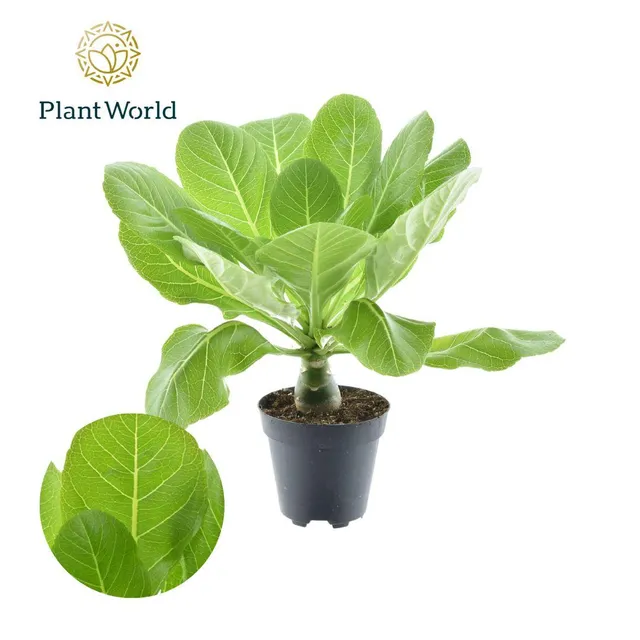 green-guardia-brighamia-hawaii-palme-12-cm-topf-37-cm image 1