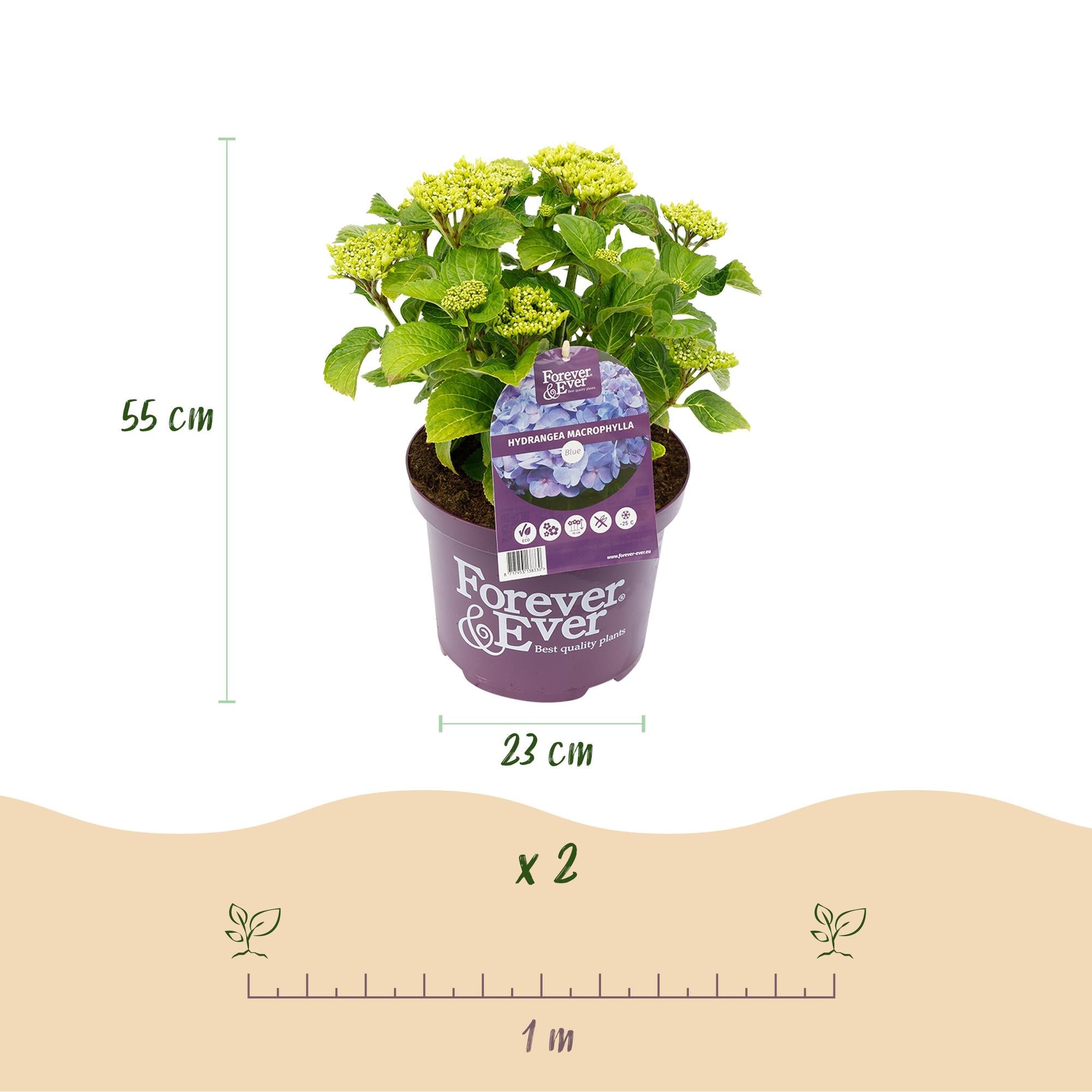 green-guardia-unsere-pflanzen-forever-ever-hortensie-blau-23cm image 2