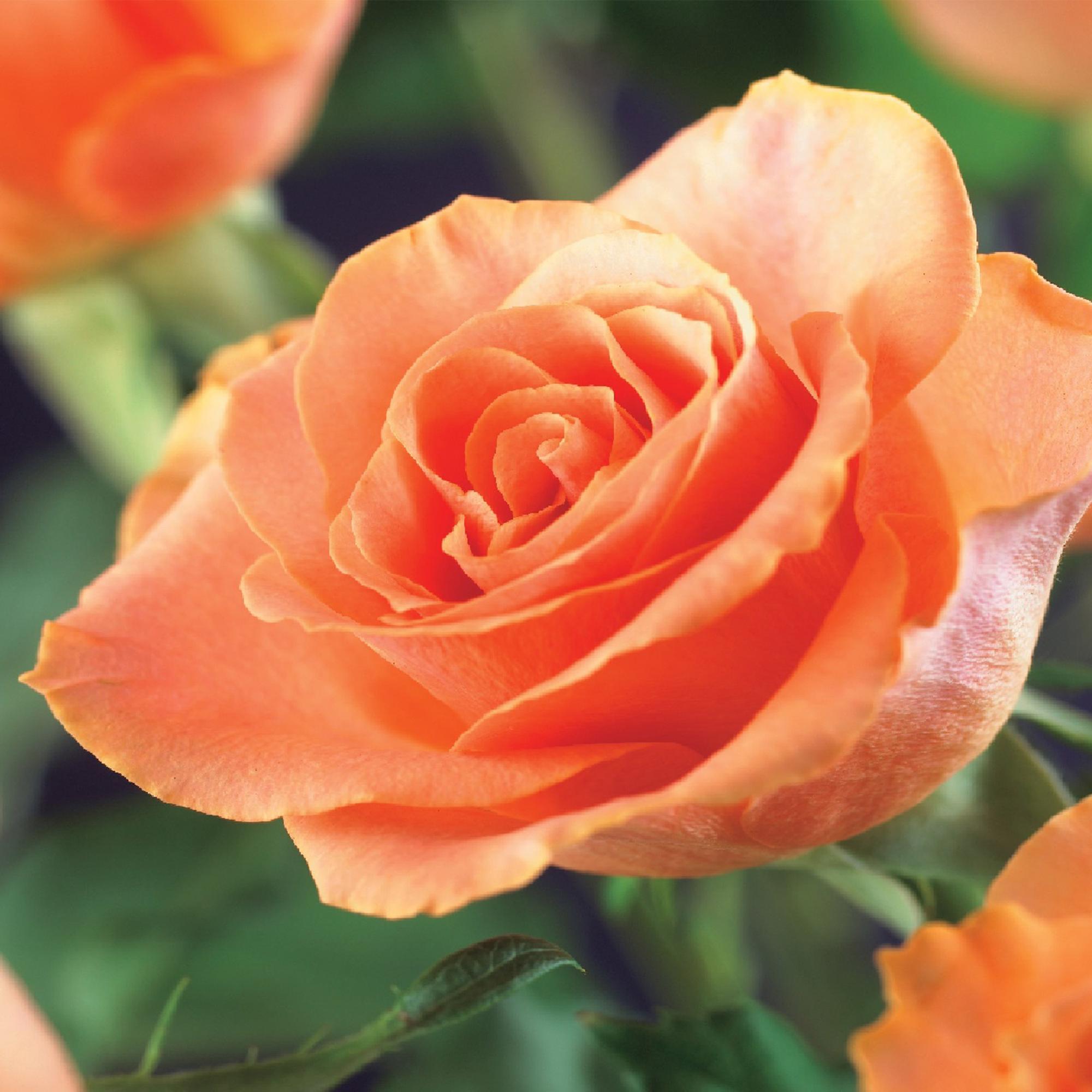 green-guardia-unsere-pflanzen-kletterrose-orange-climber-2-pflanzen image 4