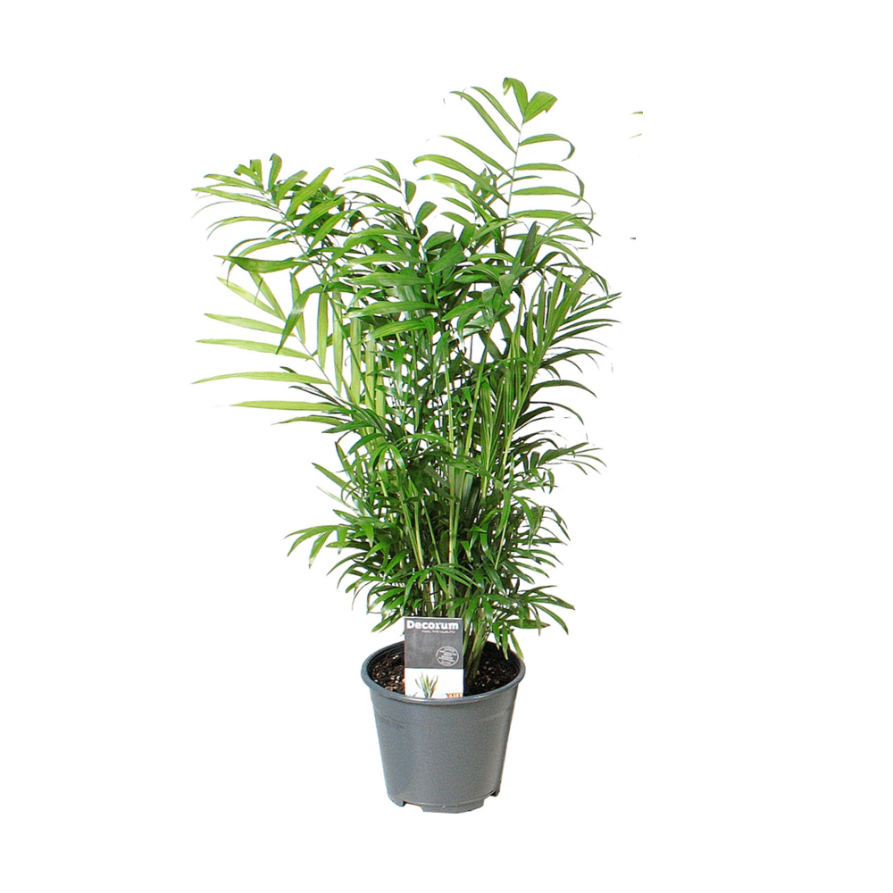 green-guardia-chamaedorea-elegans-bergpalme-zimmerpflanze-40cm-pflegeleicht image 1