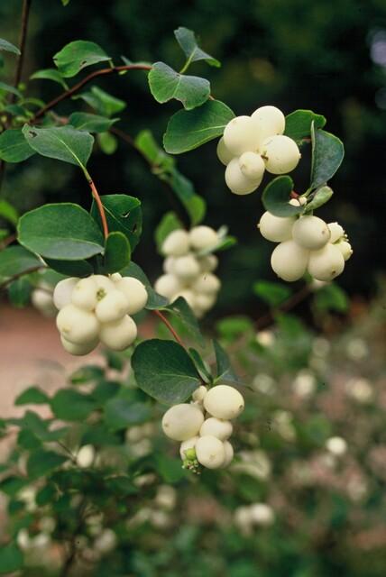 green-guardia-hancock-symphoricarpos-bodendecker-9cm-topf image 4