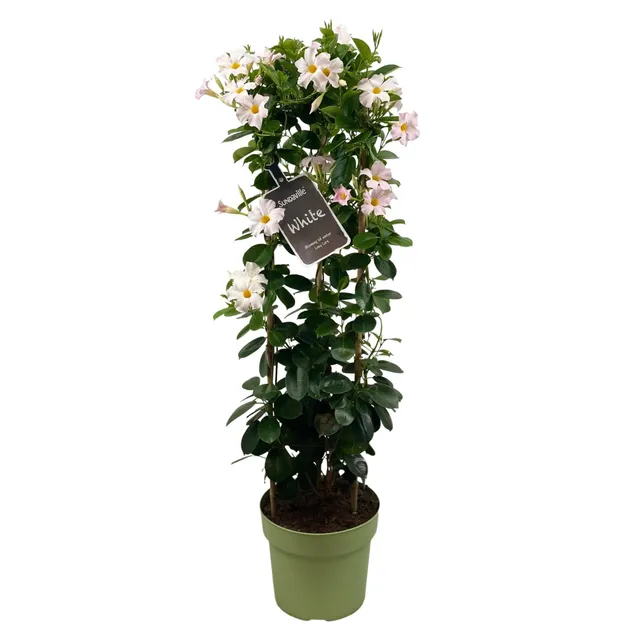 green-guardia-dipladenia-sundaville-white-bl-hpflanze-55cm-wei image 1
