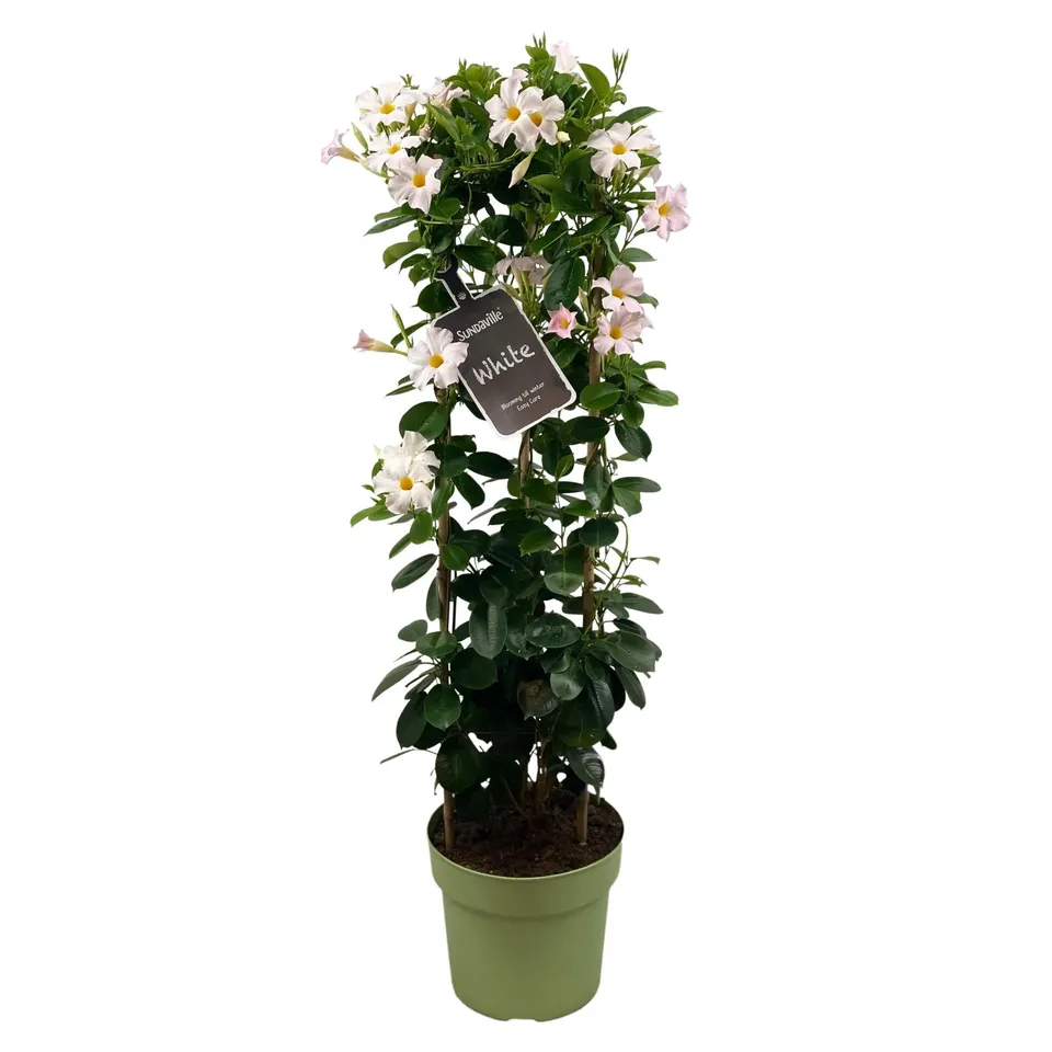 green-guardia-dipladenia-sundaville-white-bl-hpflanze-55cm-wei image 1