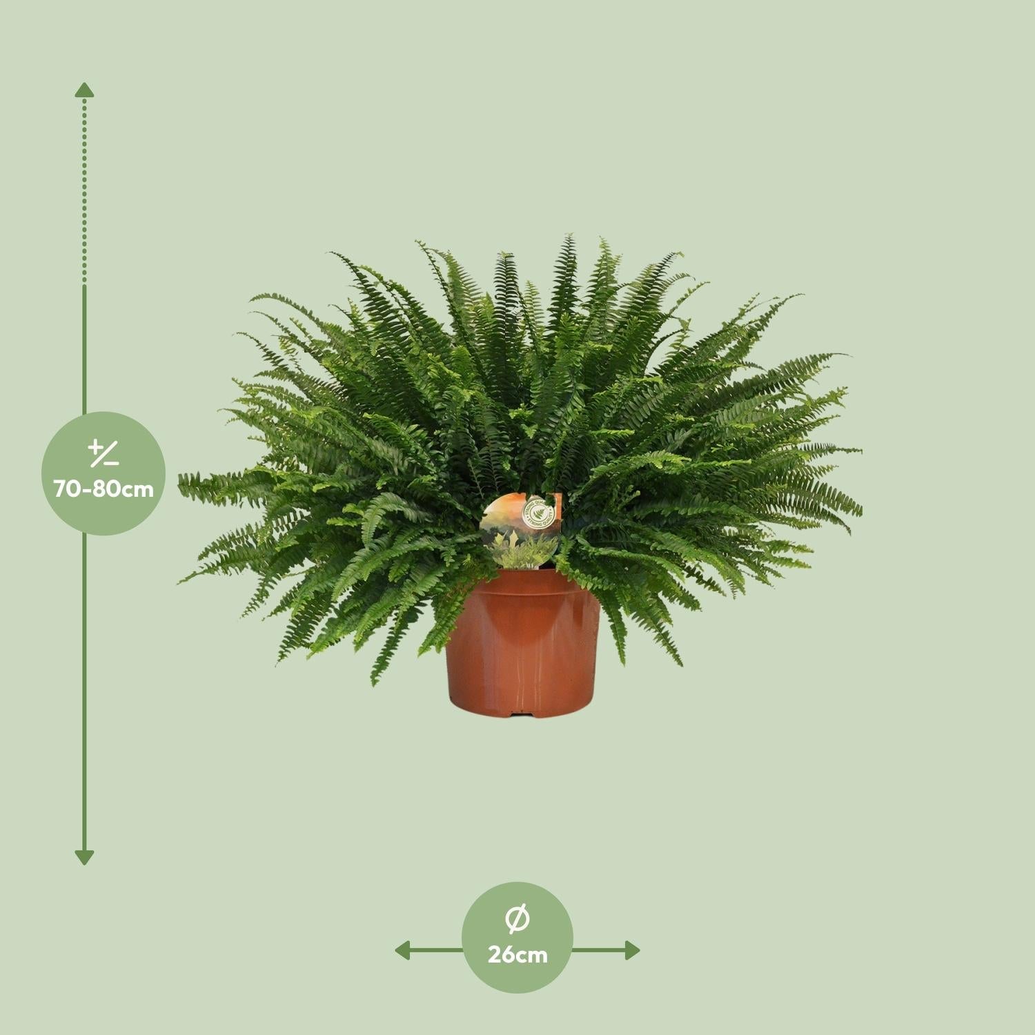 green-guardia-green-lady-farn-nephrolepis-30-cm-12-cm-topf image 7