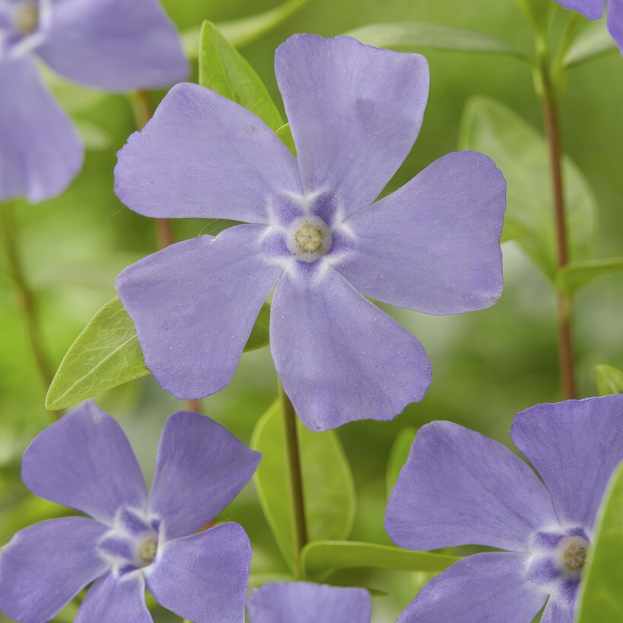 green-guardia-vinca-minor-bodendecker-immergr-n-6-pflanzen image 4